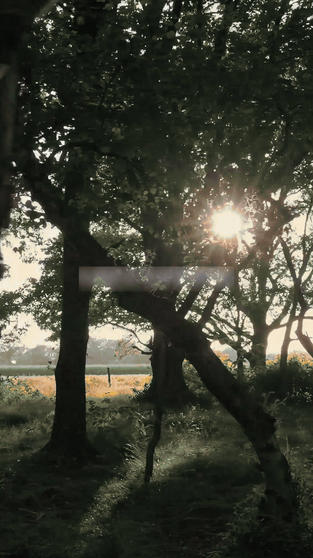 Larima Studio - spa wellness brand identity design - London UK