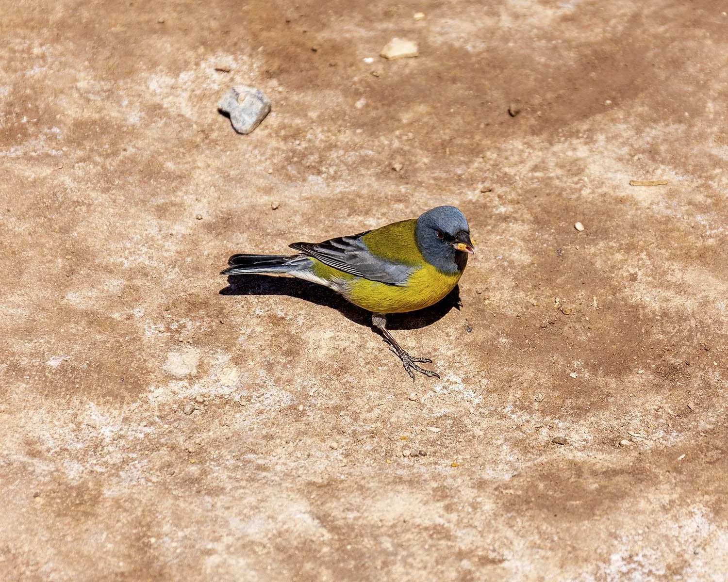 A small colorful bird with a blue head, yellow body, and gray wings standing on sandy ground.