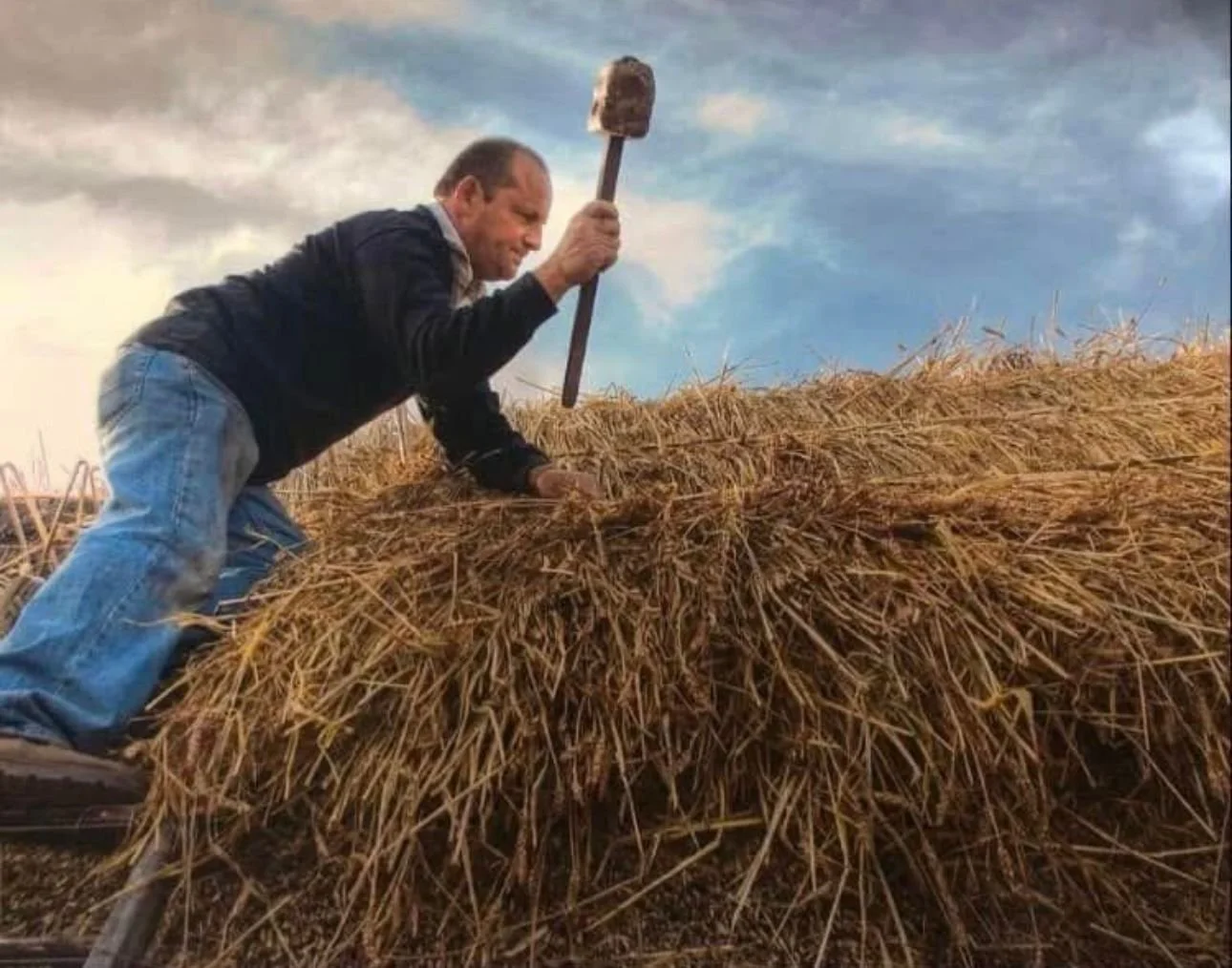 A man is standing on a ladder in a wheat field, using a hammer to break a large moldy wheat bundle.