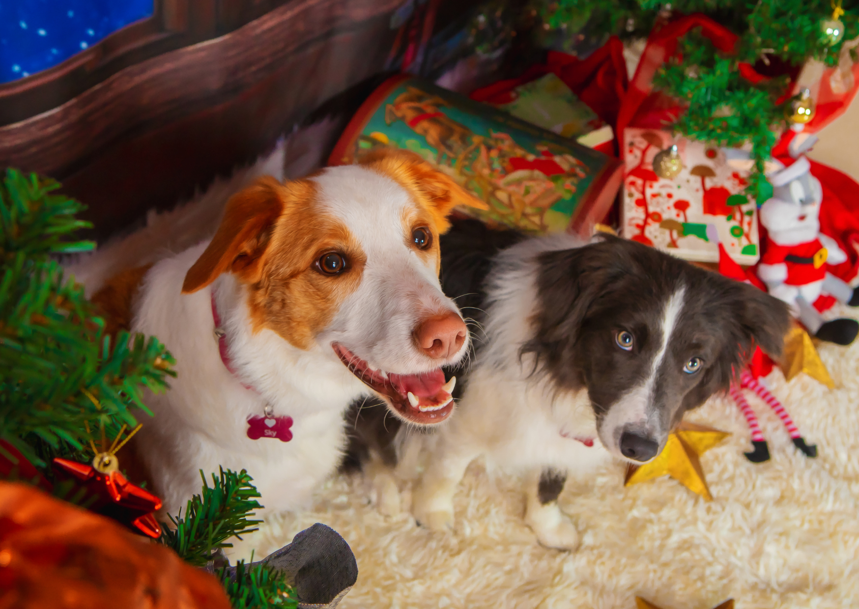 Two dogs inside a decorated Christmas setting, with presents, a small Christmas tree, and holiday decorations around