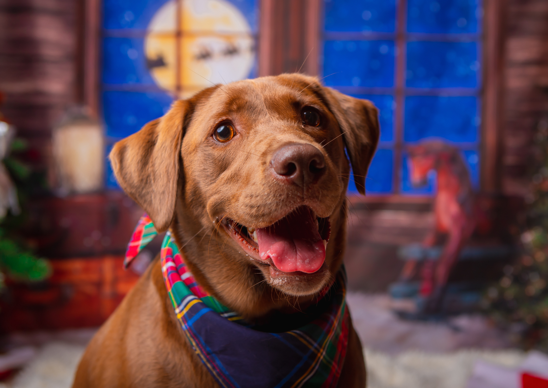 Labrador Retriever with a colorful bandana inside a festive decorated room with Christmas lights and a window showing a snowy night.