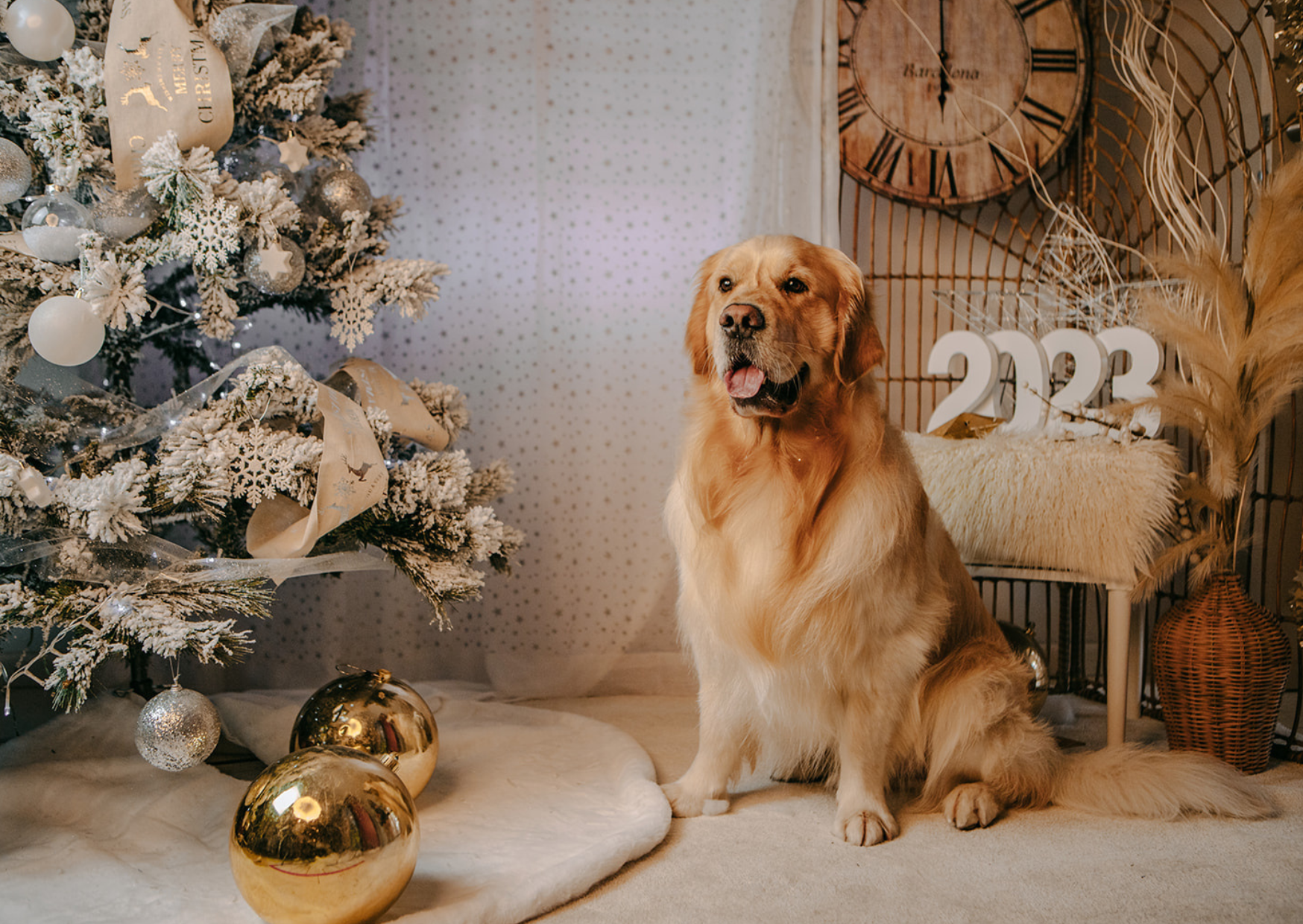 A golden retriever sitting next to a decorated Christmas tree with white and gold ornaments, ribbons, and snowflake decorations, in a festive room with a wall clock, 2023 decorations, and a sheepskin chair.