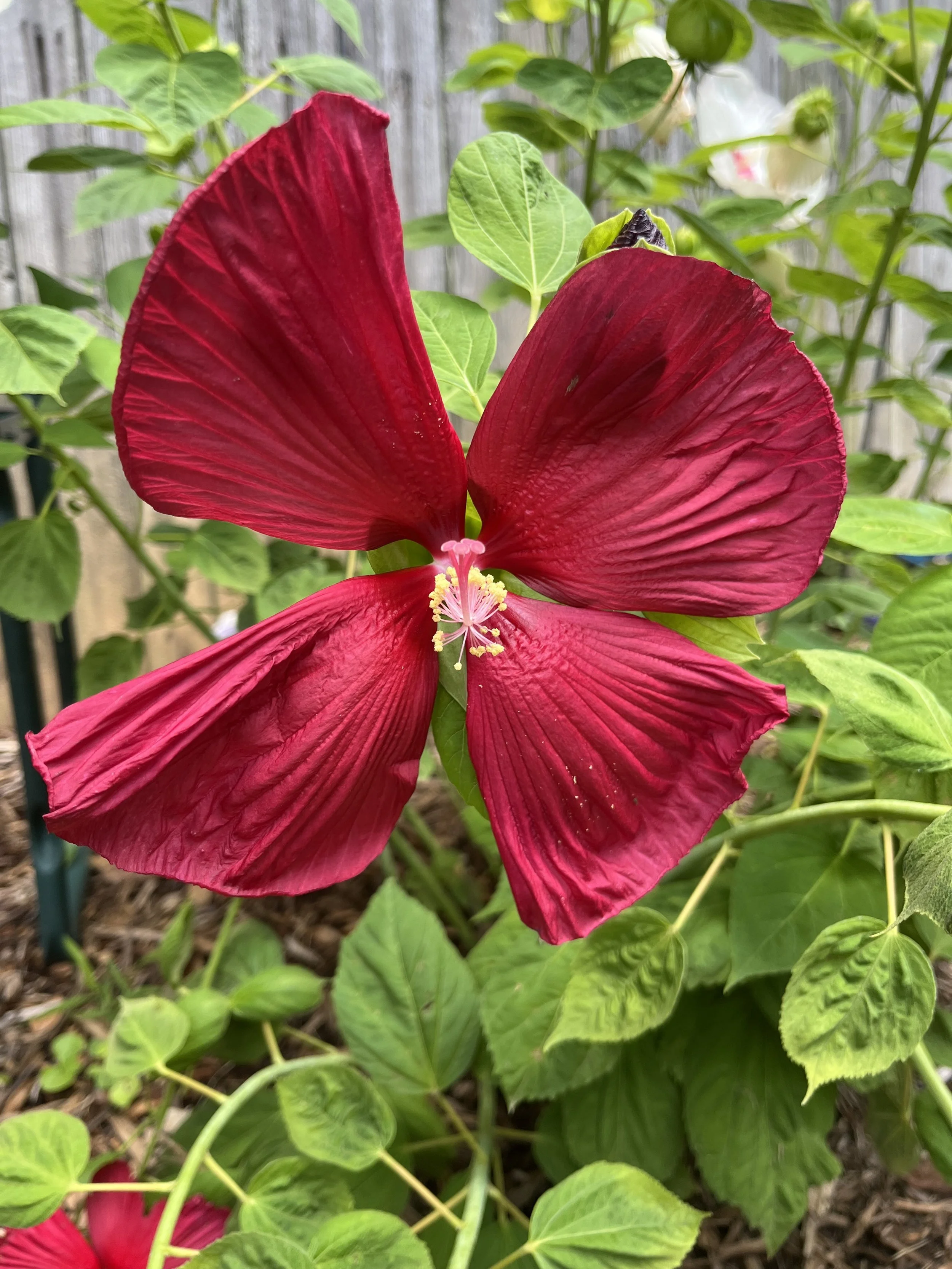 Lessons From the Garden