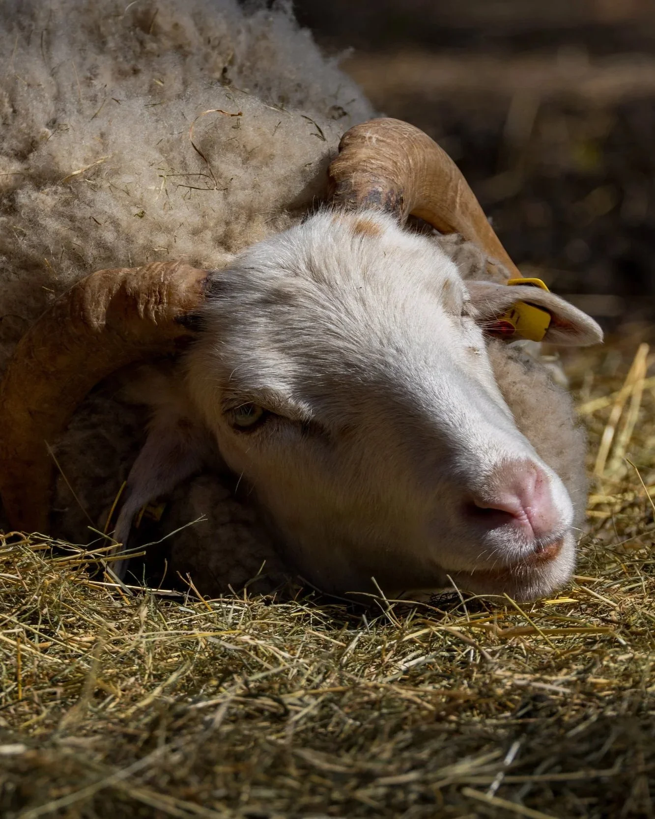 Ein schlafender Ziegenbock mit weißen Fell und großen gebogenen Hörnern auf Stroh liegend.