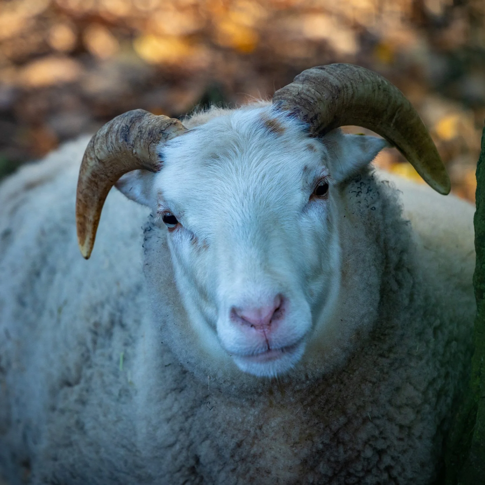 Nahaufnahme eines weißen Ziege mit großen gebogenen Hörnern, die auf einer Wiese steht.