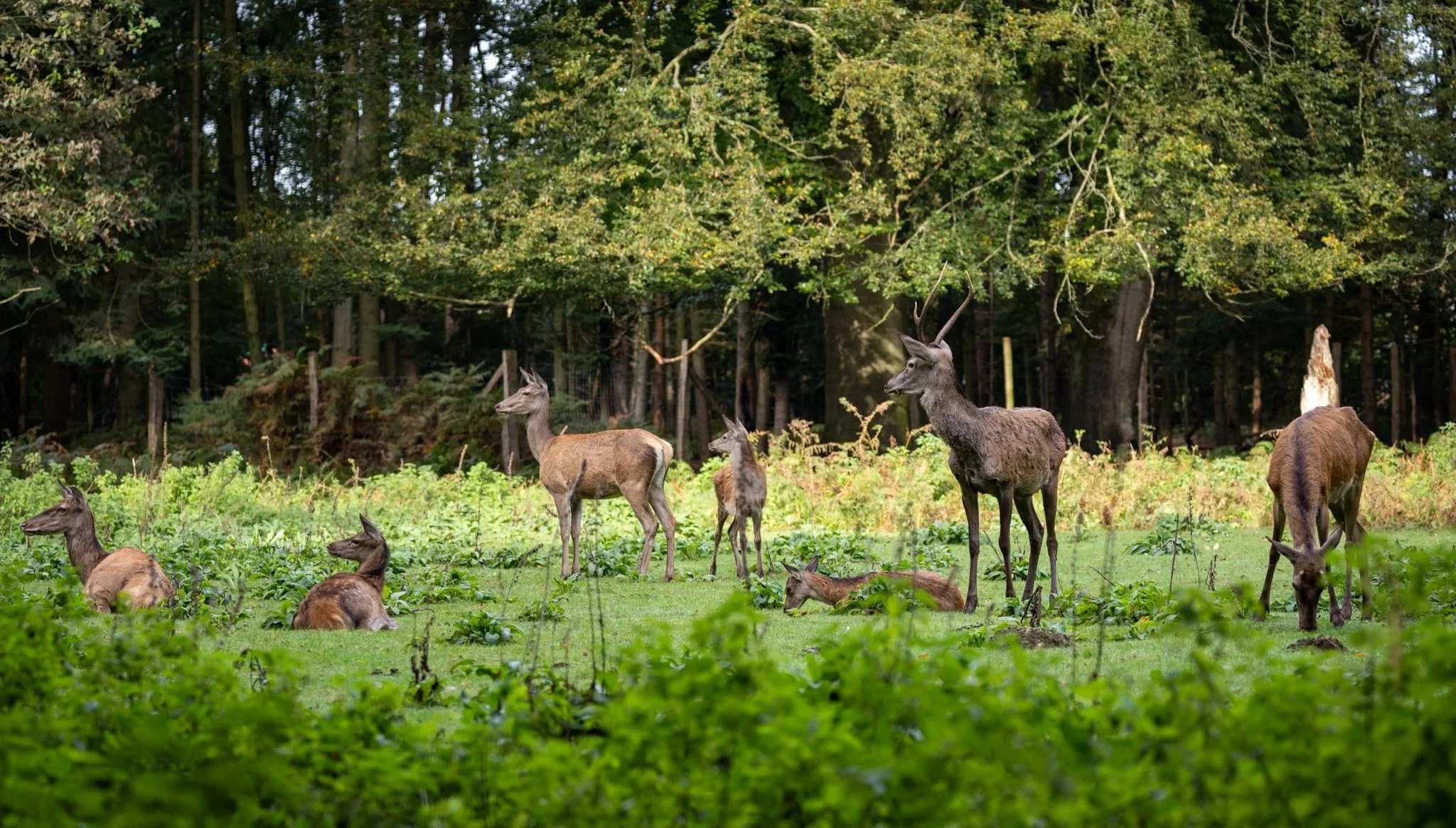 Hirschherde in einem Wald bei Tageslicht, einige liegen, andere stehen, umgeben von Büschen und Bäumen.