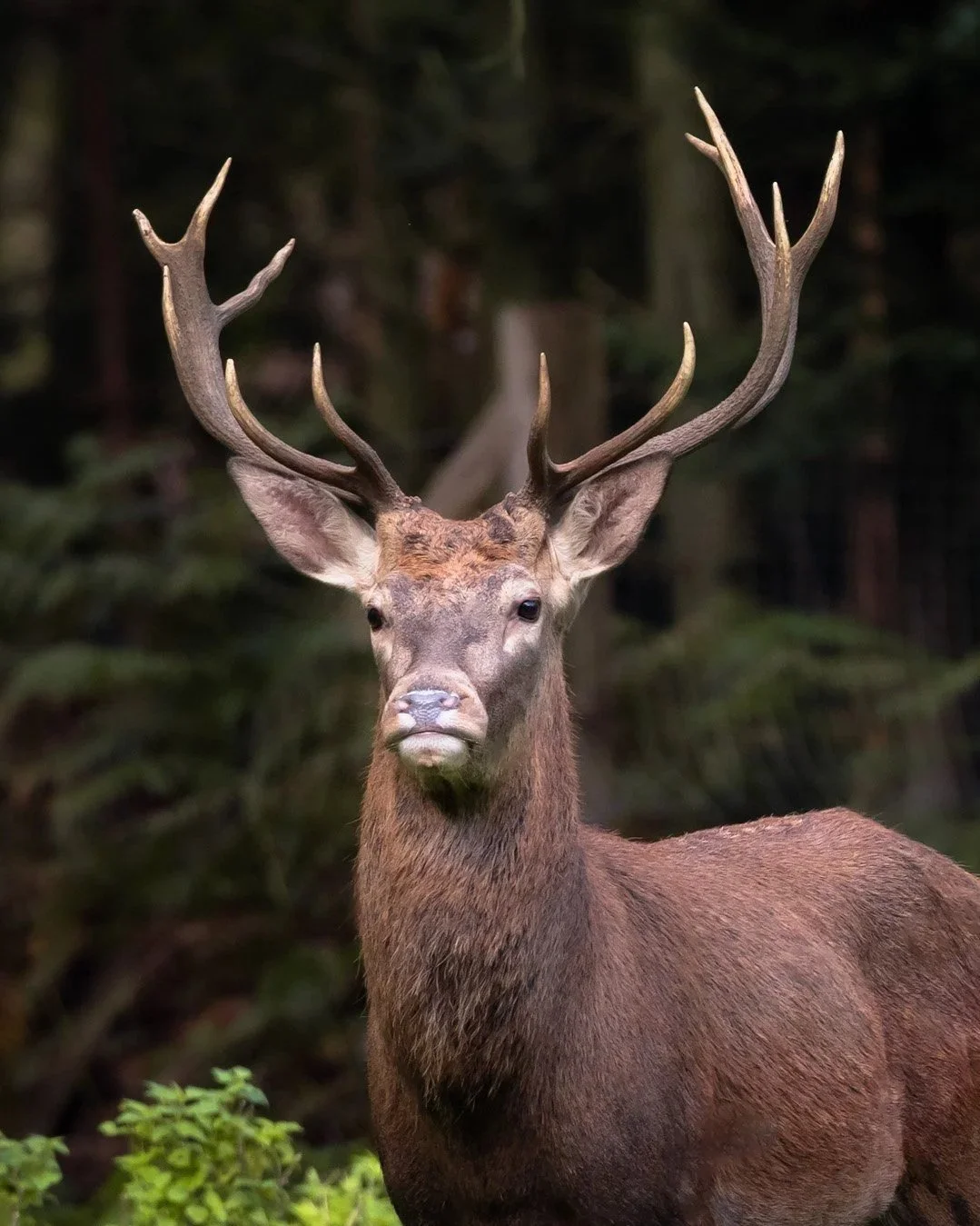 Ein männlicher Hirsch mit großen Geweihen steht in einem Wald.