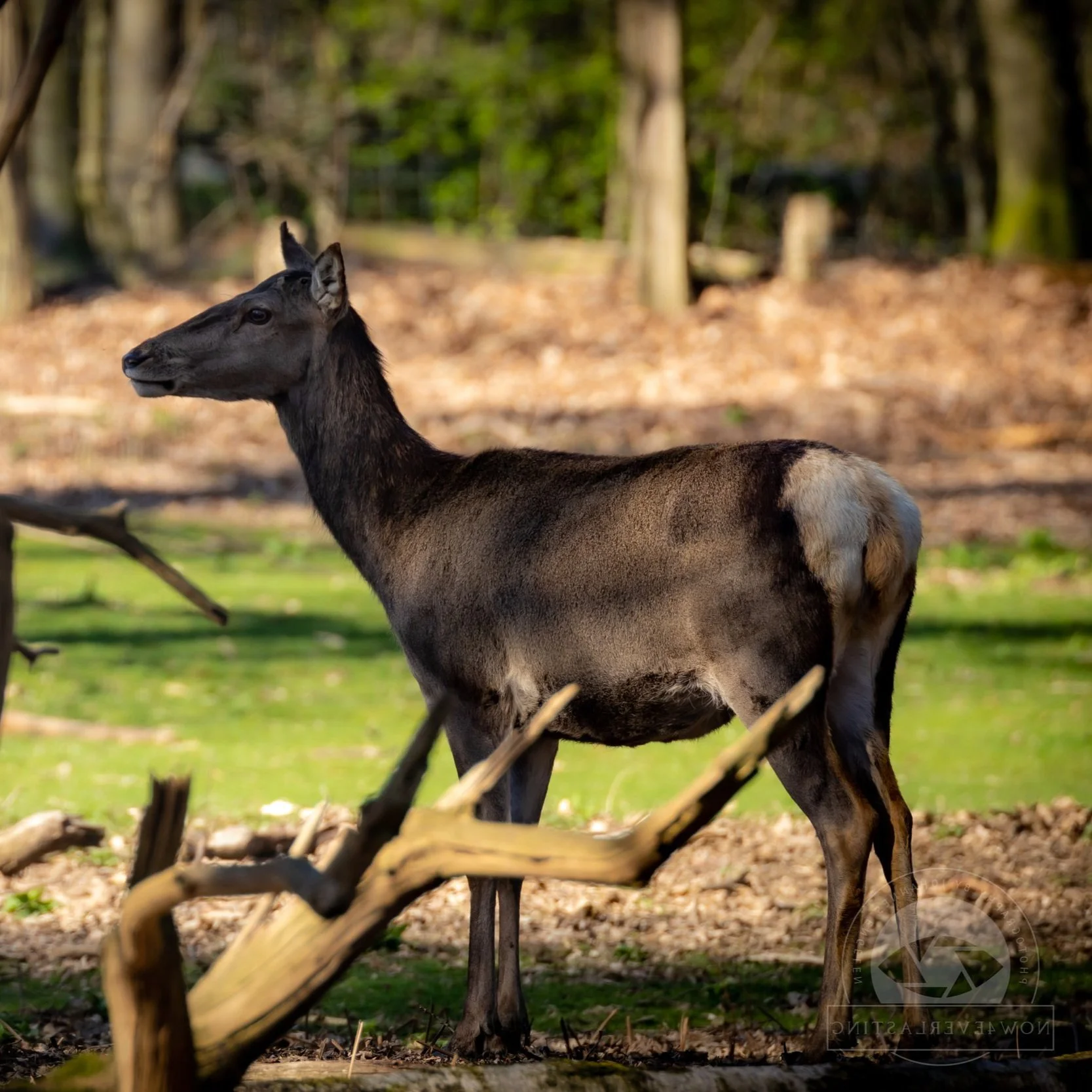 Ein bedrohtes Tier mit dem Körper eines Elch und dem Kopf eines Dumbirgs in einem Wald