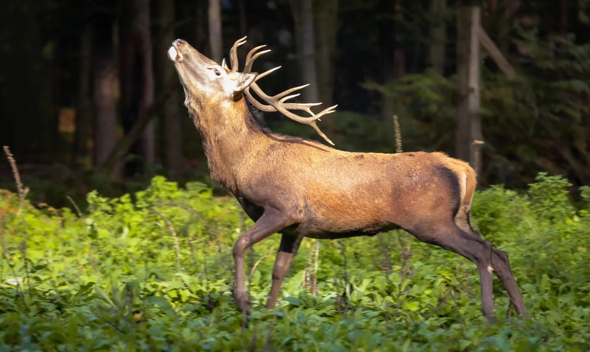 Ein Hirsch mit großen Geweih in einem Wald
