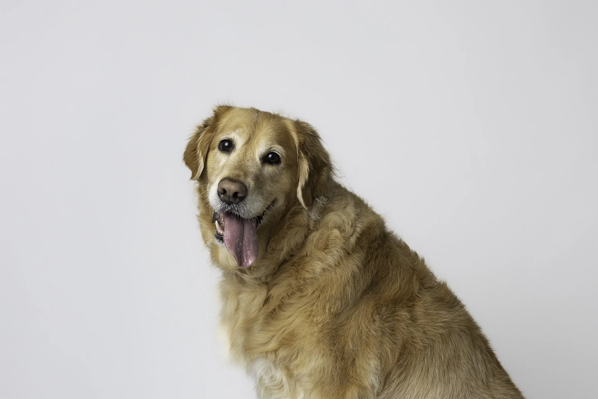 pets_2_elbphotography.jpg