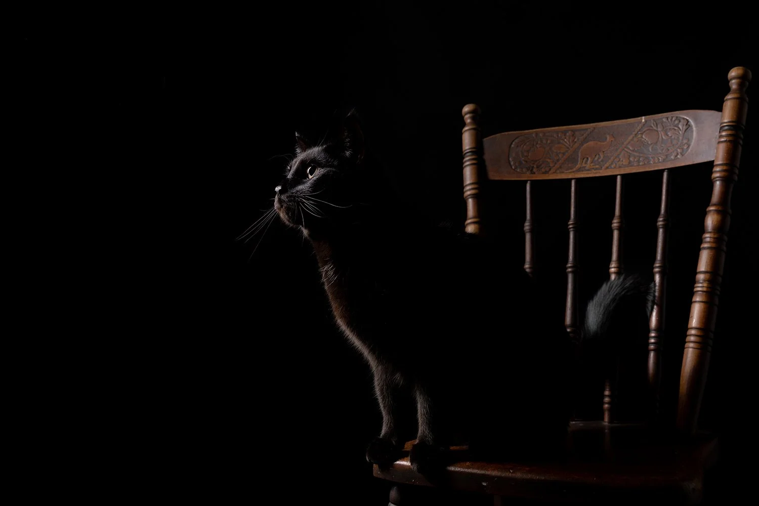 pets_35_elbphotography.jpg