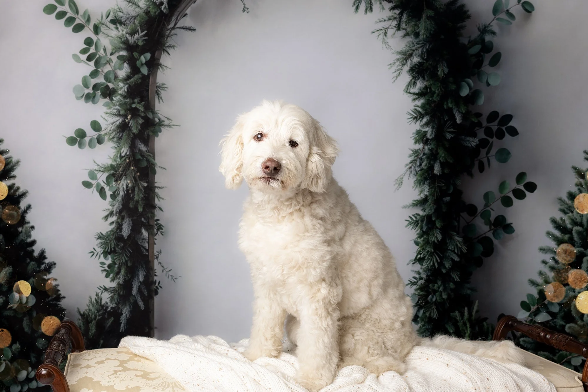 A curly white dog sitting on a blanket in front of a holiday-themed backdrop with green foliage and Christmas trees for Pet christmas photoshoot in a Sydney portrait studio.