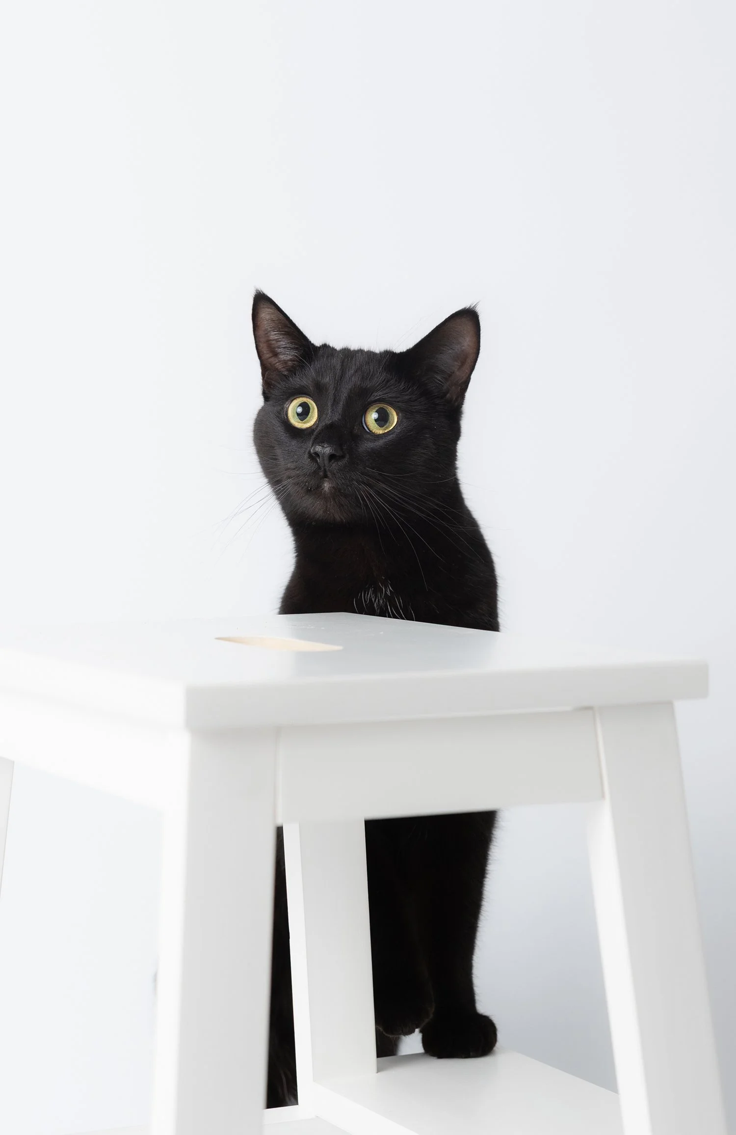 pets_26_elbphotography.jpg
