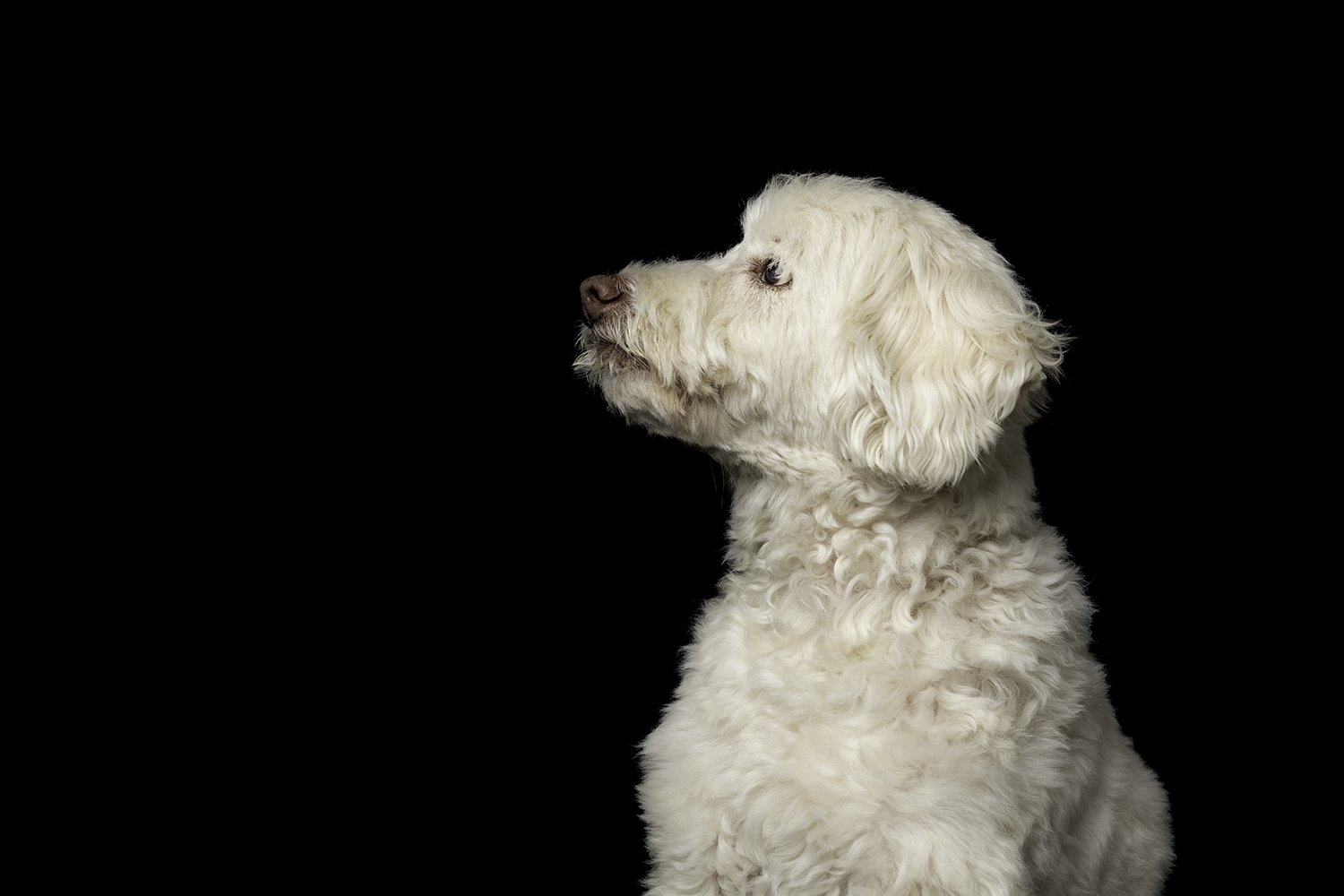 pets_10_elbphotography.jpg