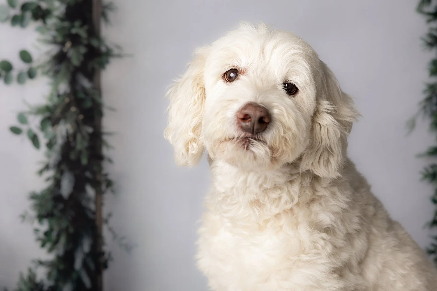 A fluffy white dog with curly fur and brown eyes looking at the camera, standing against a light background with green foliage on the sides for a Christmas Pet Portrait in Sydney's Hill's District photography studio.