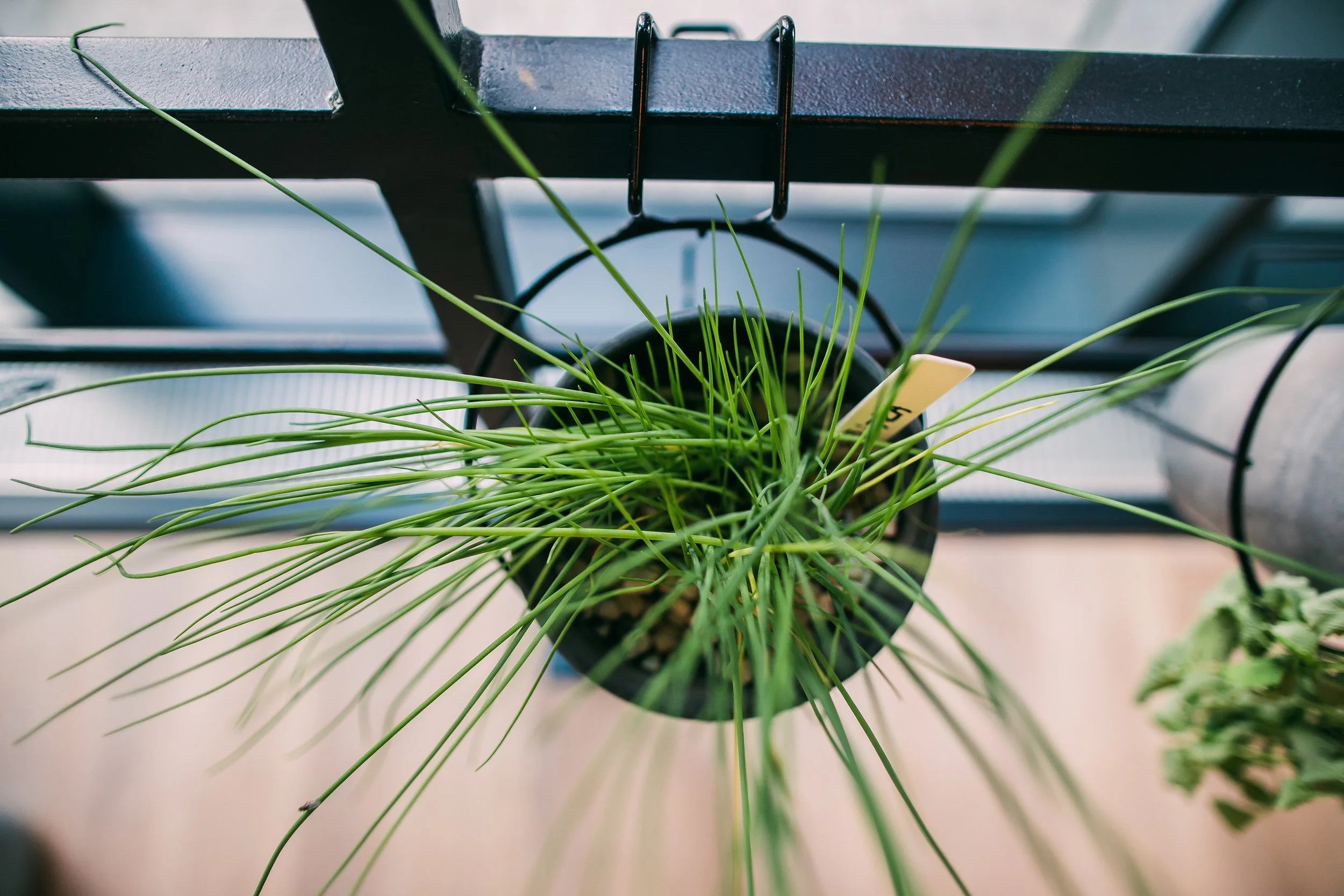Top-down view of a potted green plant with long, thin leaves placed on a black metal shelf. Restaurant interior photography in Zürich, Zug, Bern, Lucerne, Basel, St. Gallen and across Switzerland.