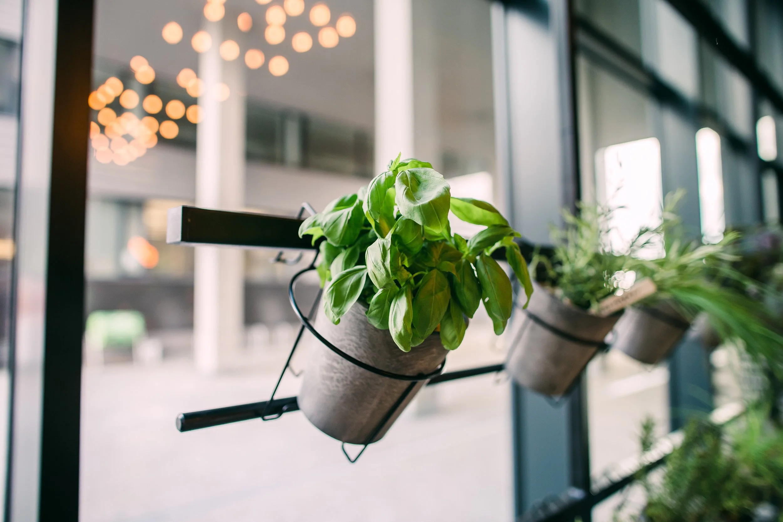 Potted herbs on a window sill in a modern interior with large windows and a blurred background with warm lighting. Restaurant interior photography in Zürich, Zug, Bern, Lucerne, Basel, St. Gallen and across Switzerland.