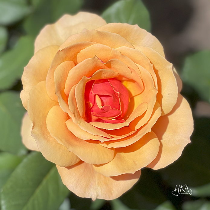 HKA_Copyright 2025_orange_Skin Vitality.png