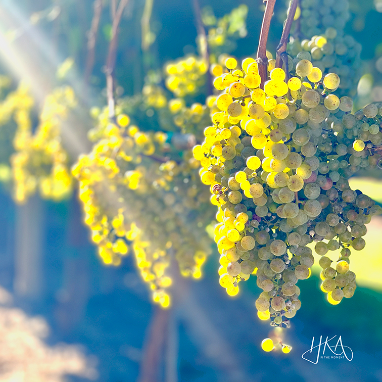 HKA_Copyright 2025_grapes_Skin Vitality.png