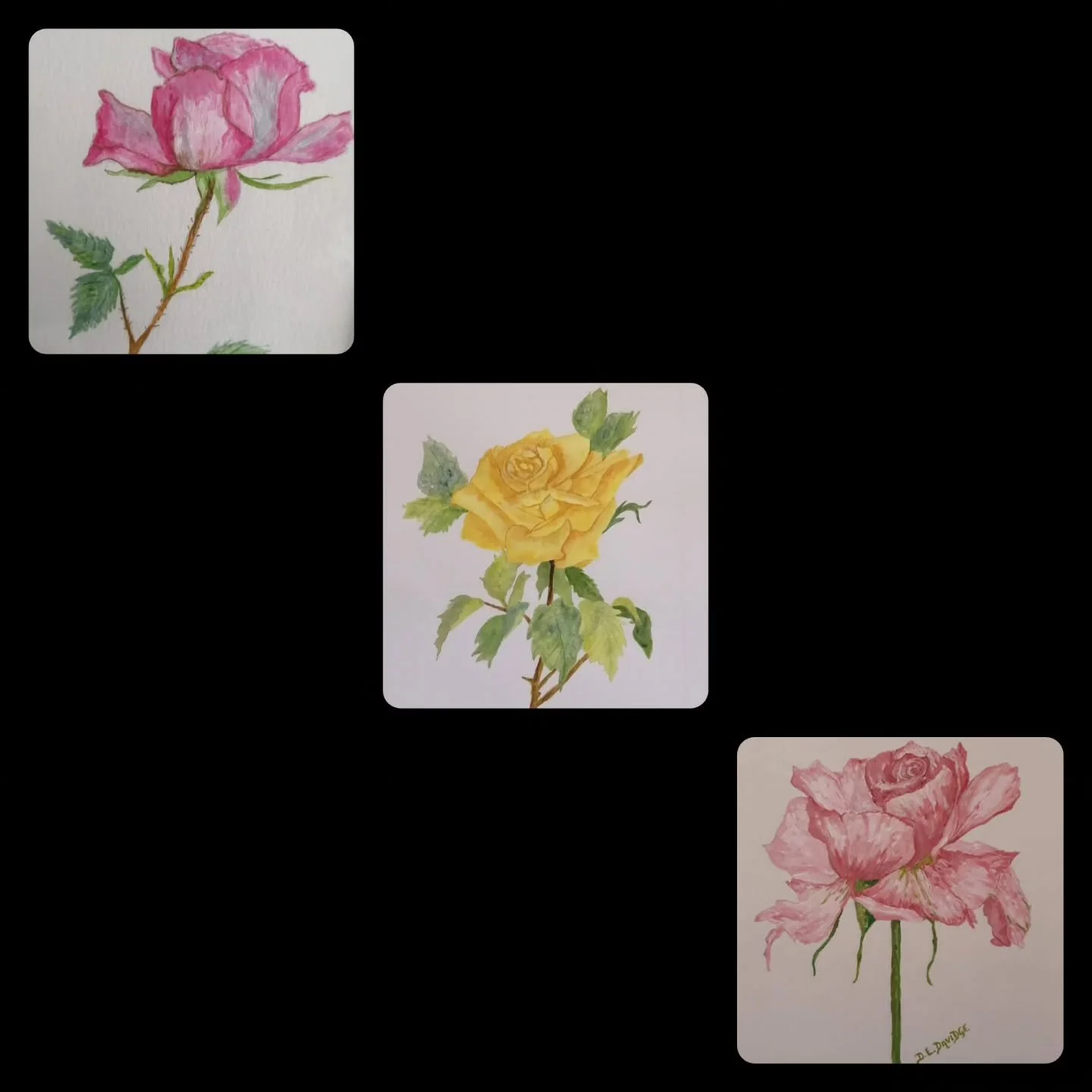 'Roses'

A few artworks from a few years ago in watercolour and acrylic.
#rose #roses #originalartworks #lincolnshireartist #simplicity