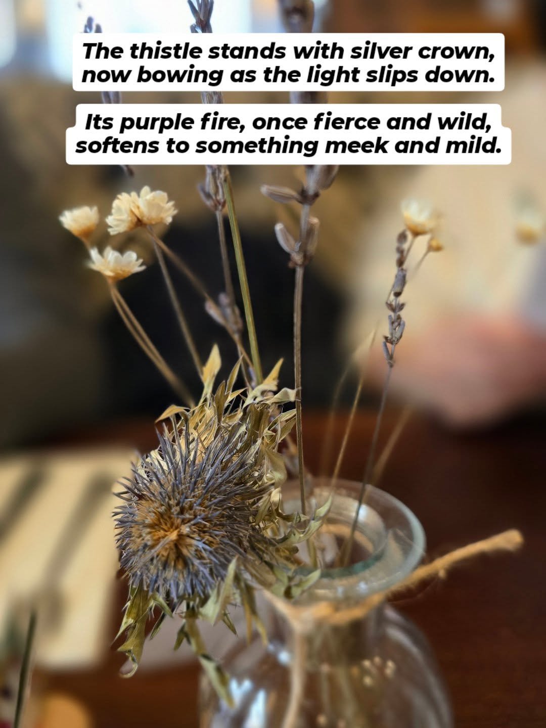 A simple arrangement of wild flowers in varying stages of its existence.

#wildflowers #calmness #meadow #existence