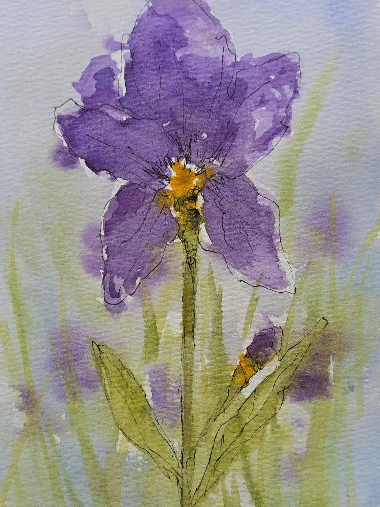 'Iris'
A simple original ink and wash painting of the much loved Iris.

Website link in Bio.

#inkandwash #irisflowers #irisflowersblooming #lincolnshireartist #lovepurple💜