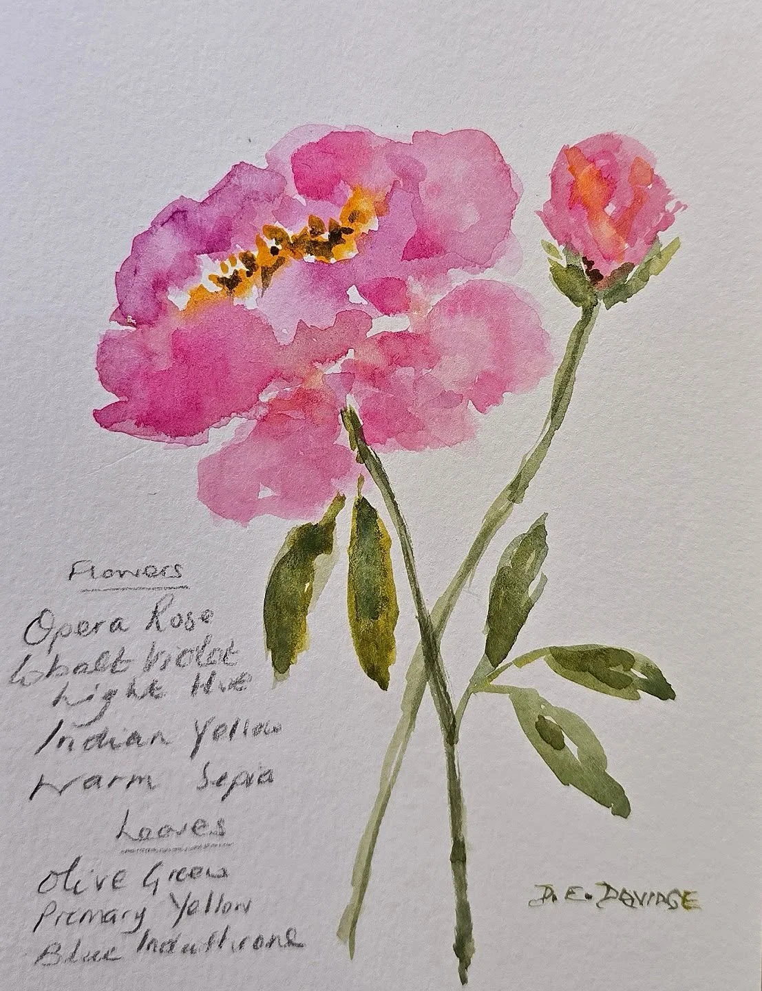 Loose study of a Peony
Watercolour using a selection of Sennelier watercolour paints - my go to paints. Love them!

#peonyflower #peonyseason #watercolour #studypiece #lincolnshireartist
