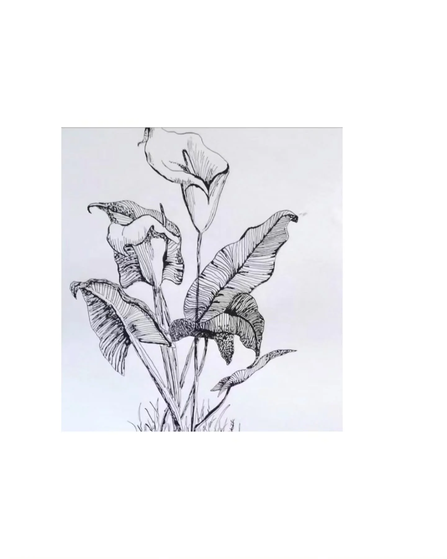 'Inktober'
Calla Lily

A simple blank Ink design of the beautiful Calla Lily.