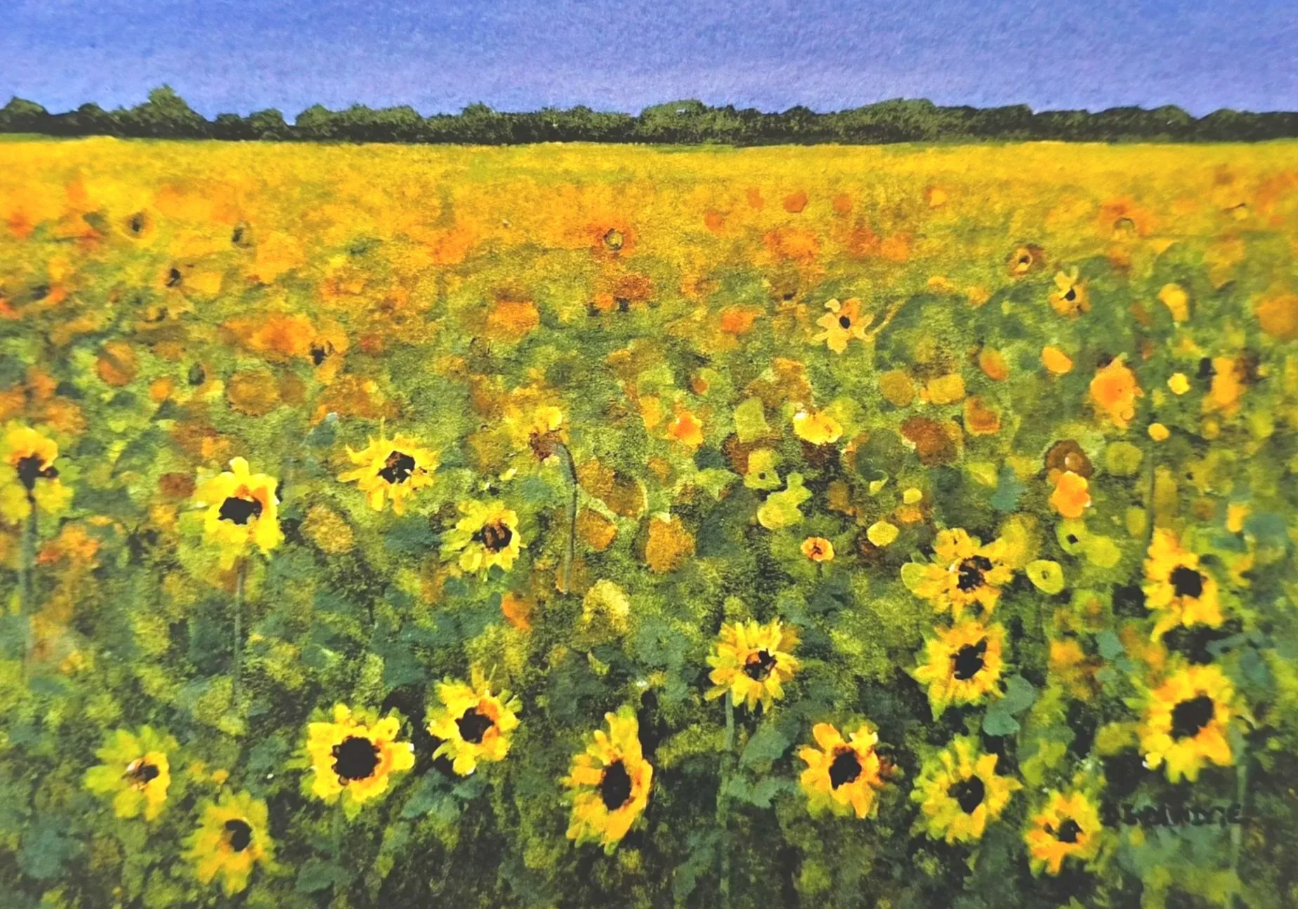 Lincolnshire Sunflowers