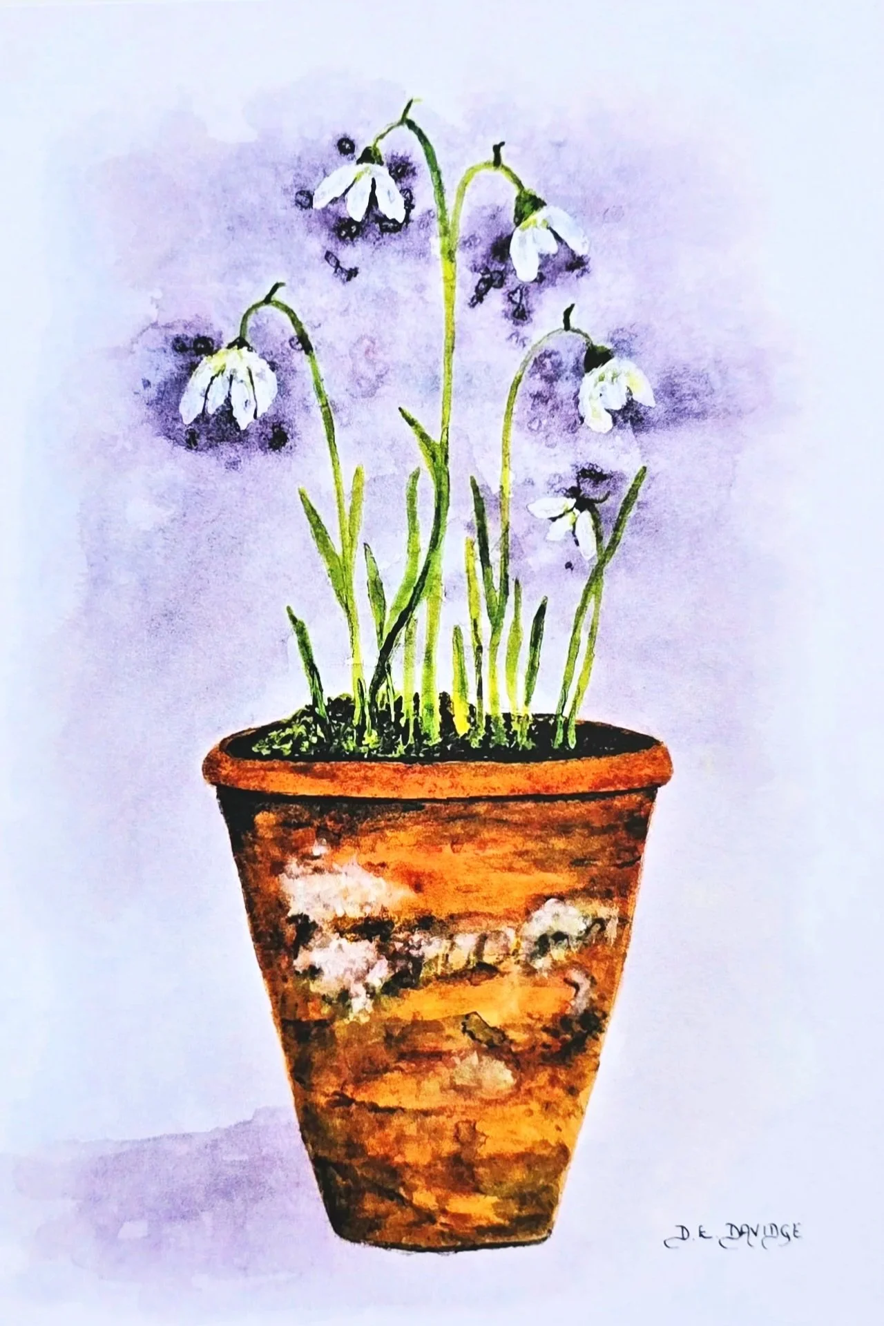 Pot of Snowdrops