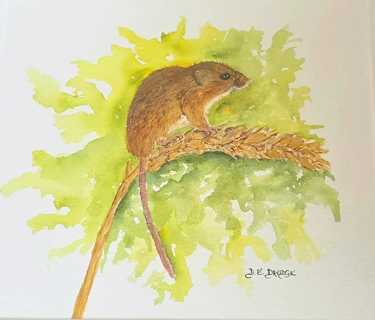 Harvest Mouse - SOLD