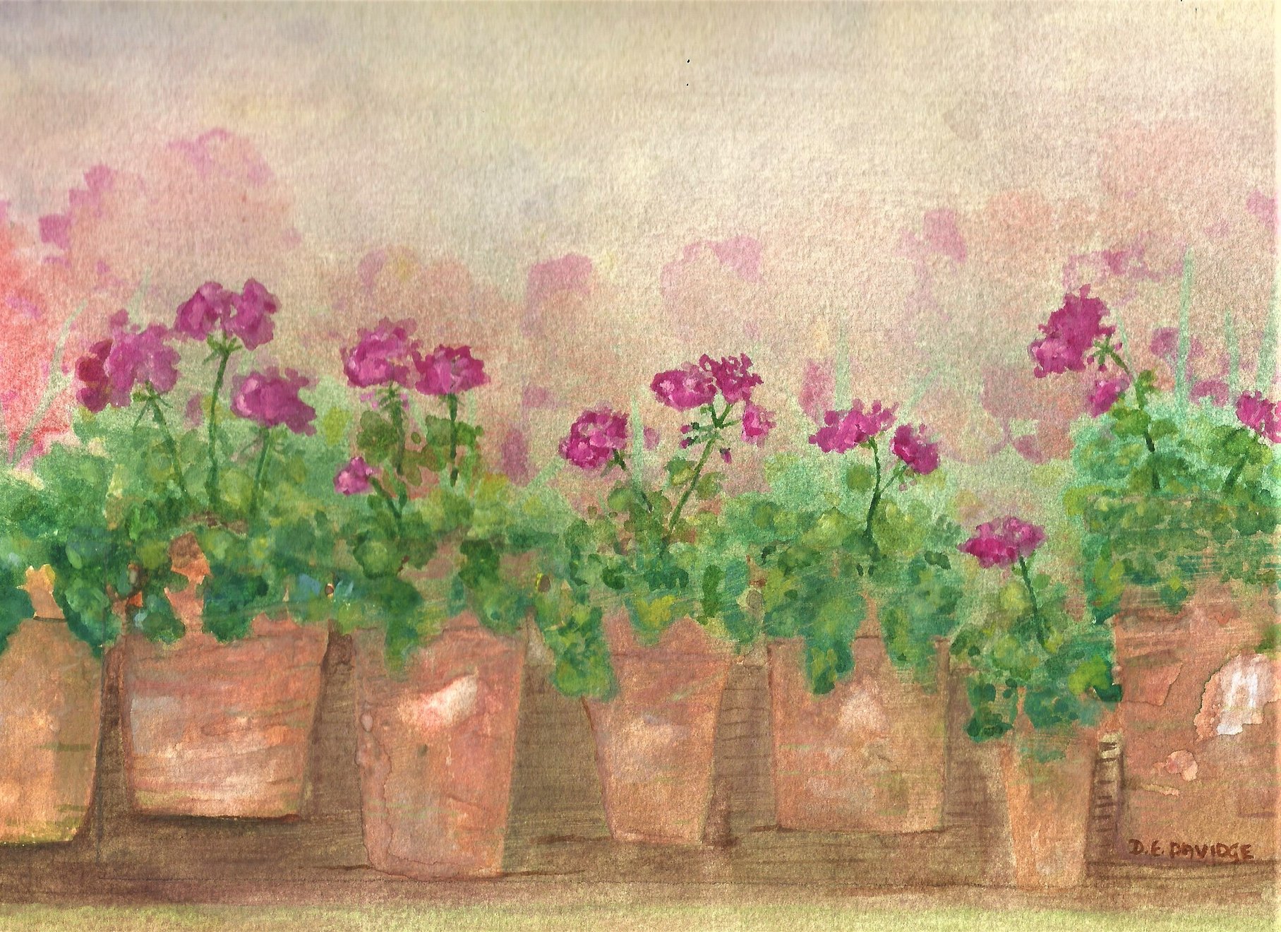 Watercolor painting of pink flowers in terracotta pots arranged on a shelf against a light background.
