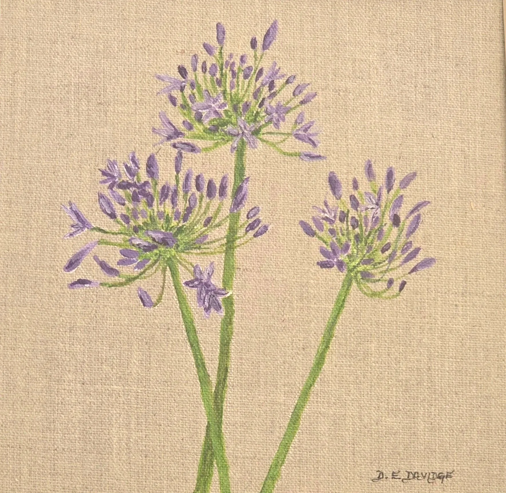 Agapanthus Flowers