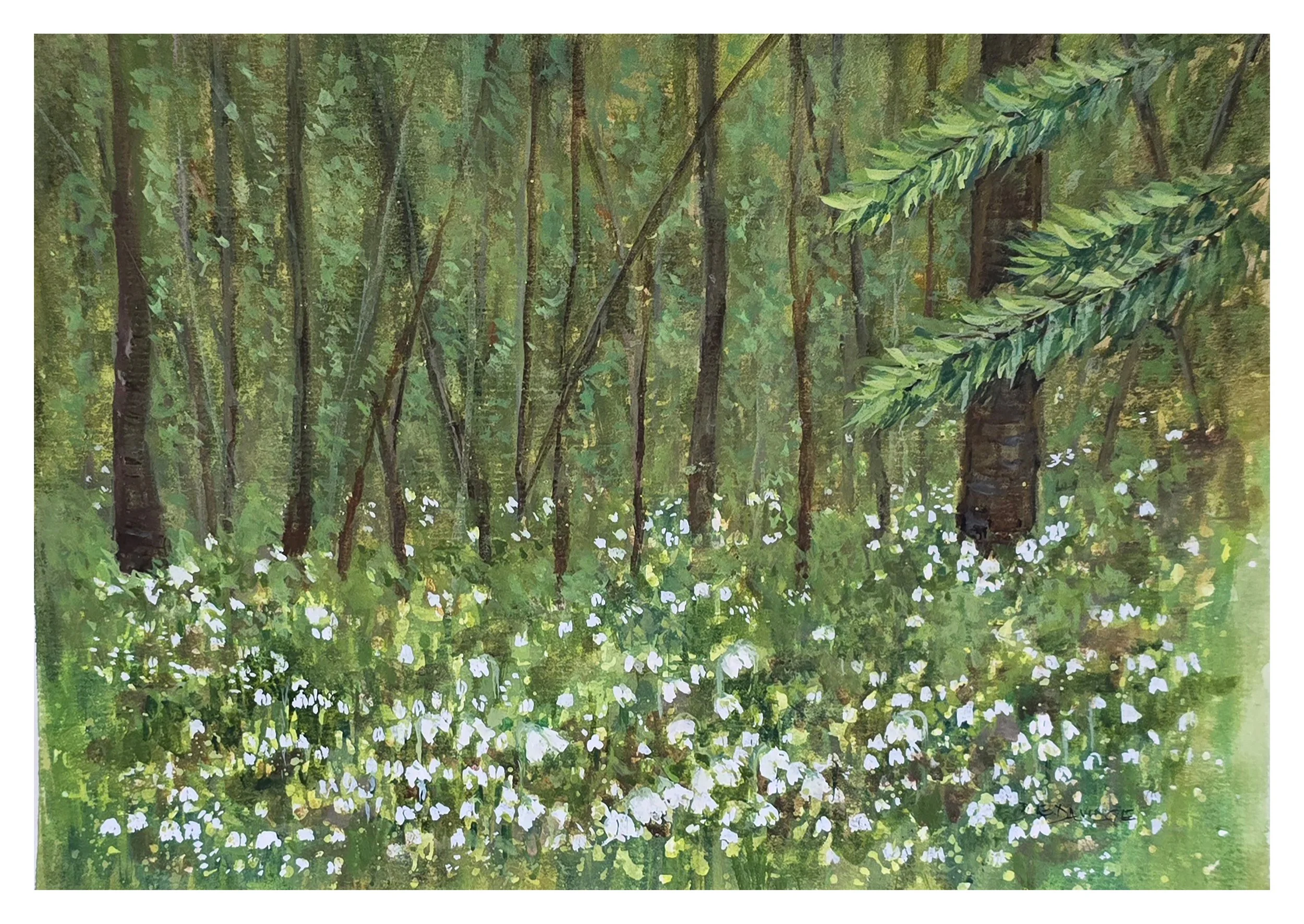 Woodland Snowdrops