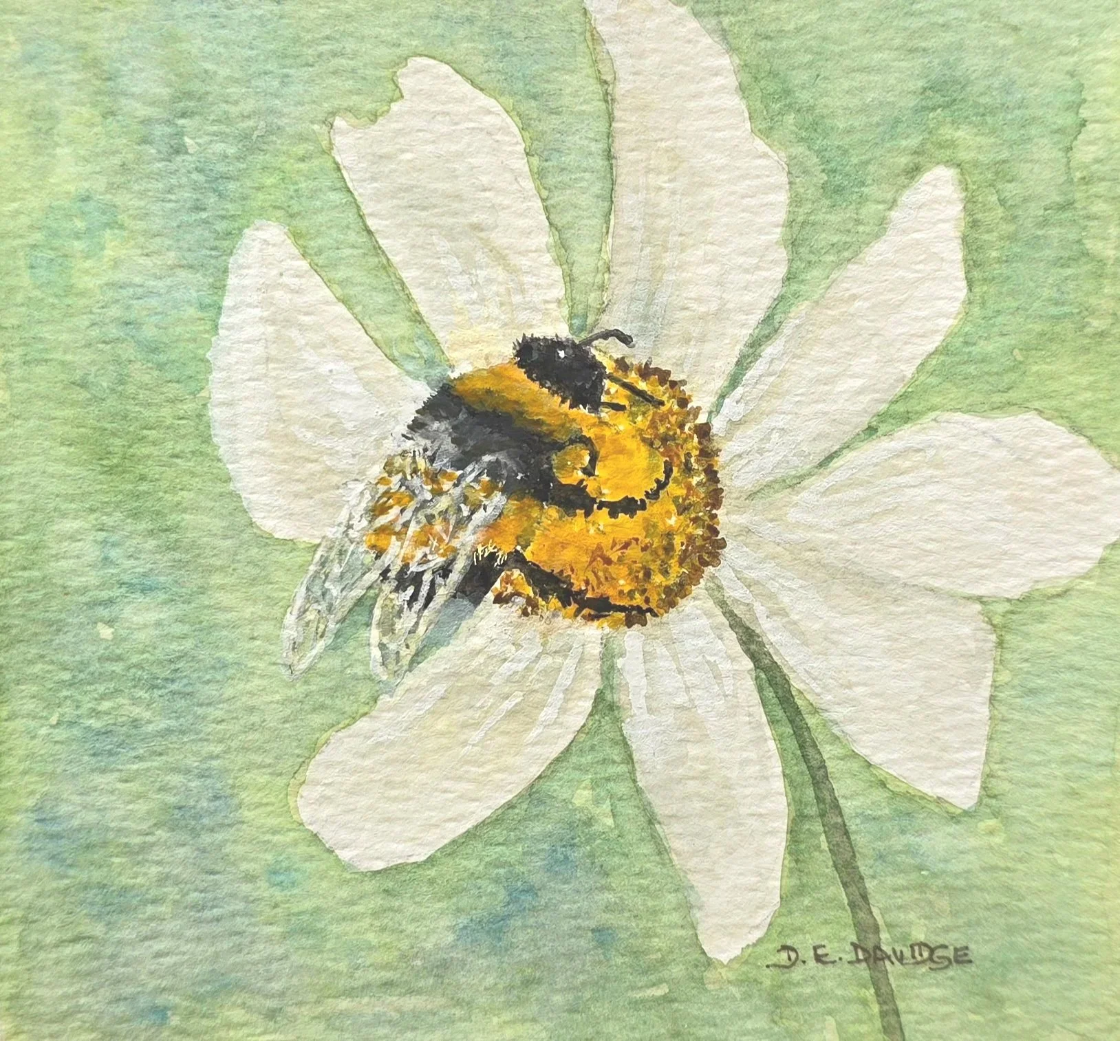 Bumble Bee on White Daisy