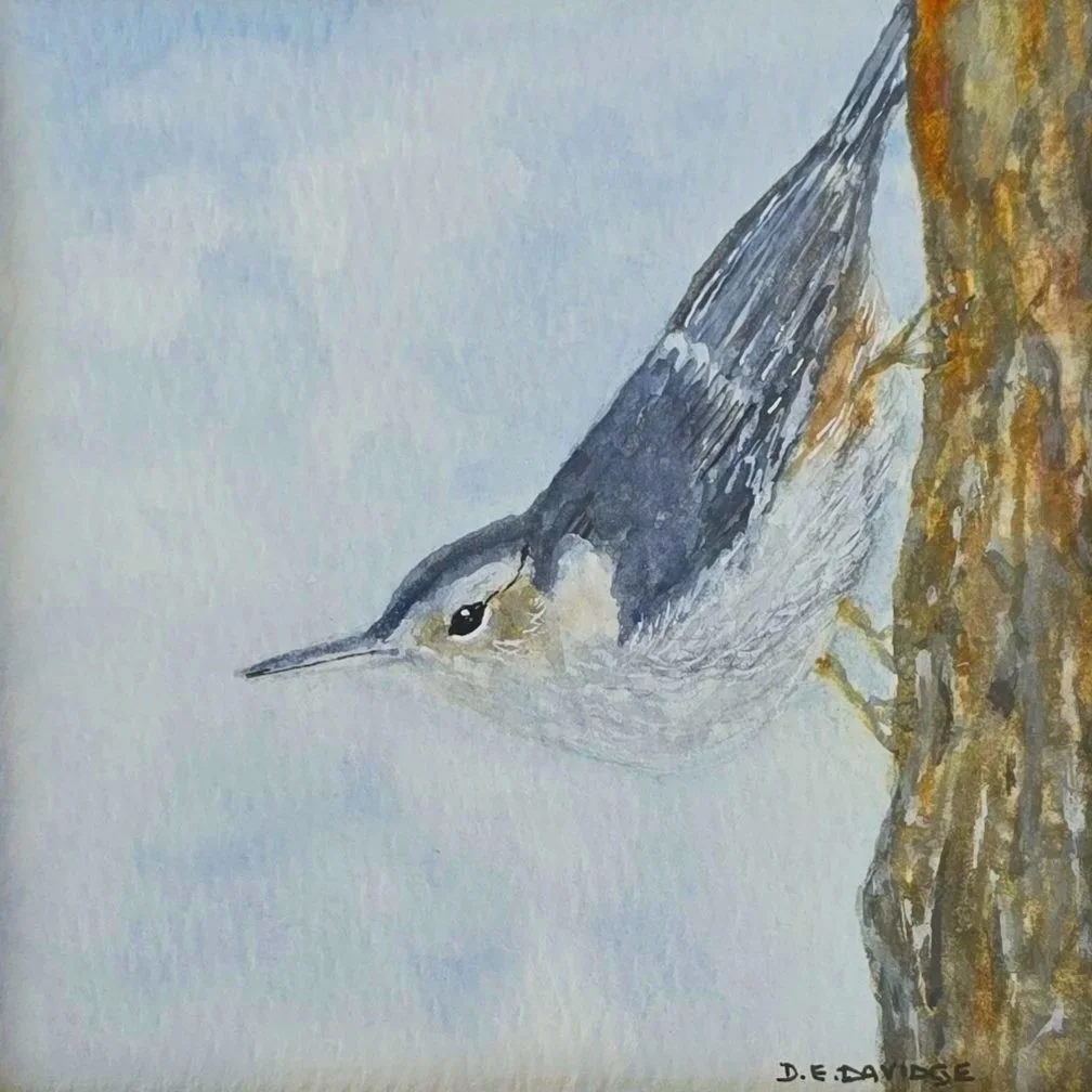 Nuthatch Watercolor Painting by Debbie Davidge