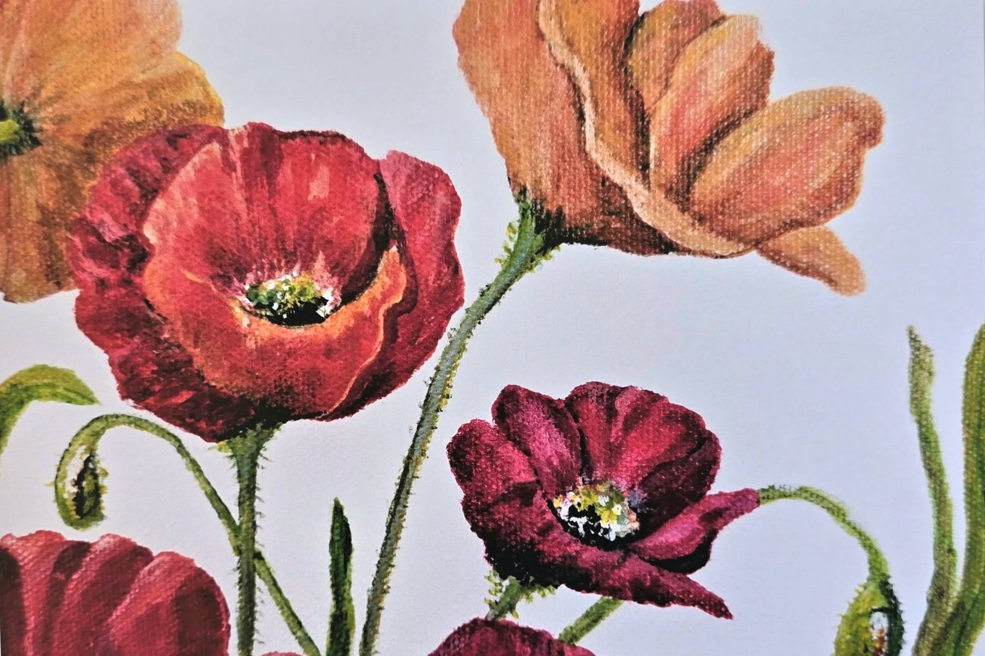 Poppies Galore