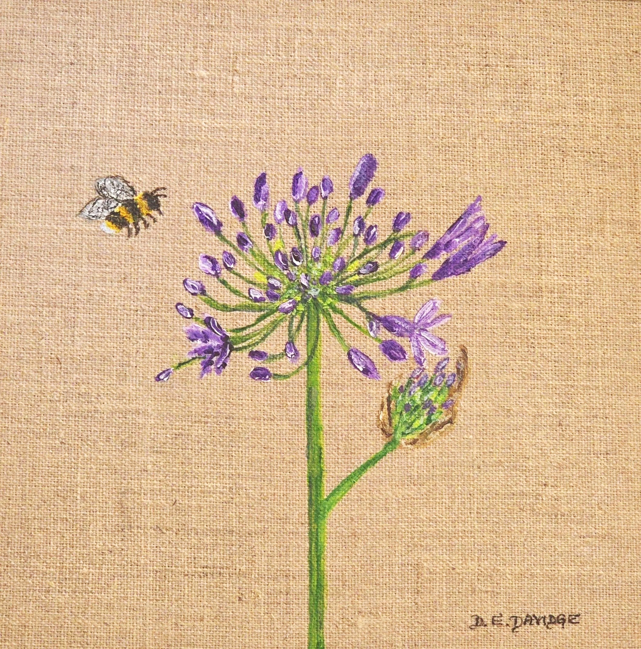 Agapanthus and Bee
