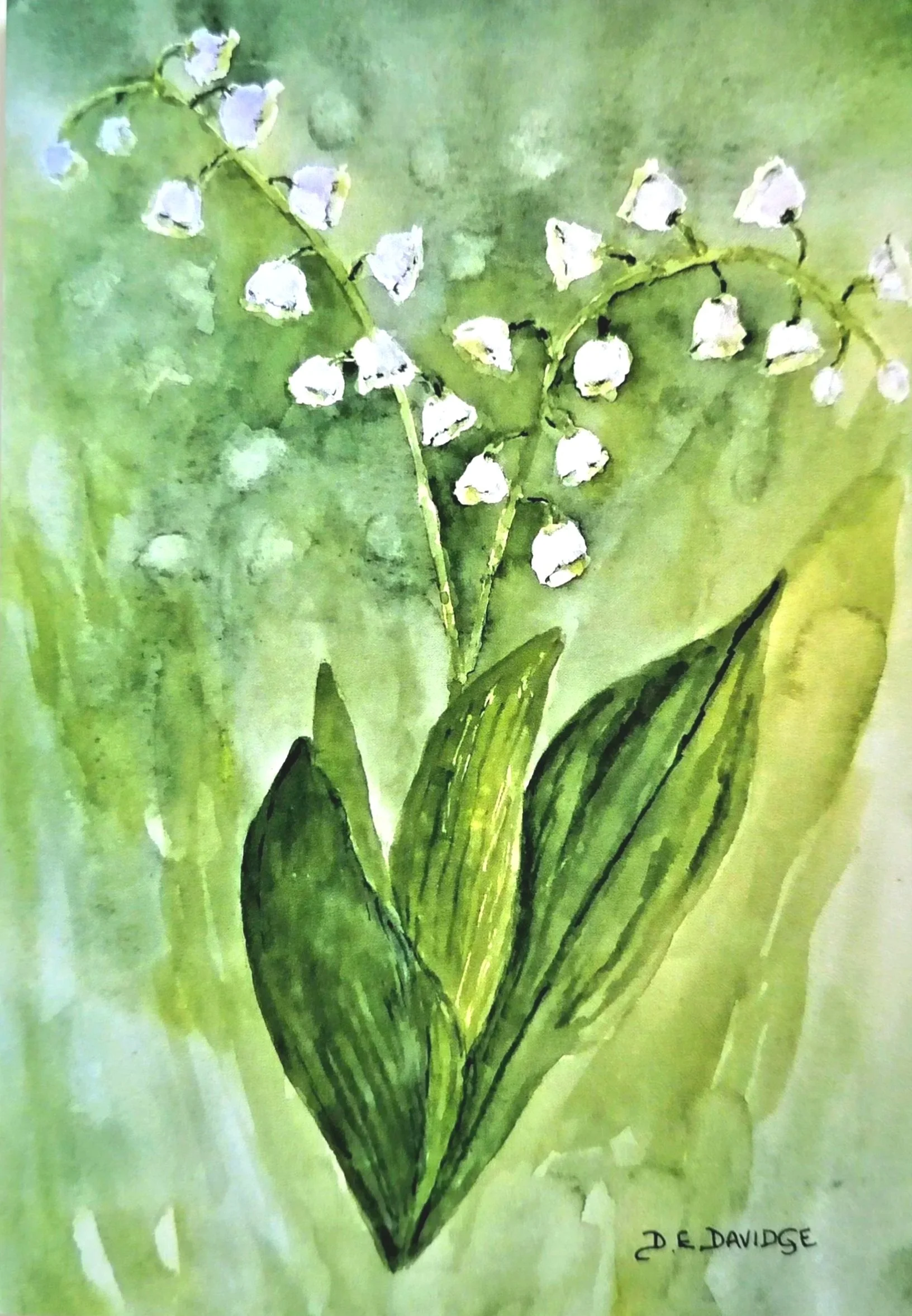 Lily of the Vallery