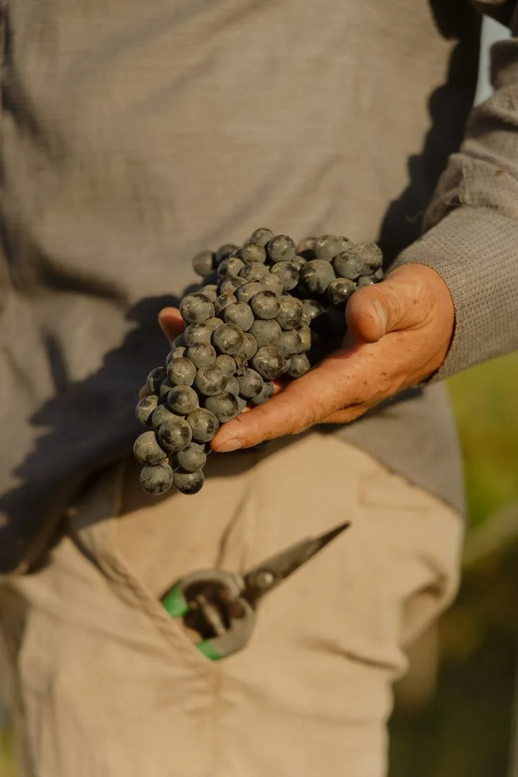 The Harvest in Hand.jpeg