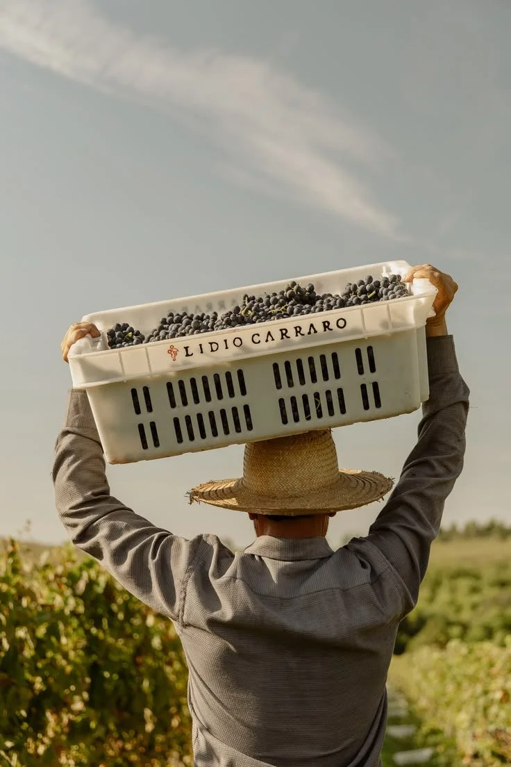 Carrying the Harvest.jpeg