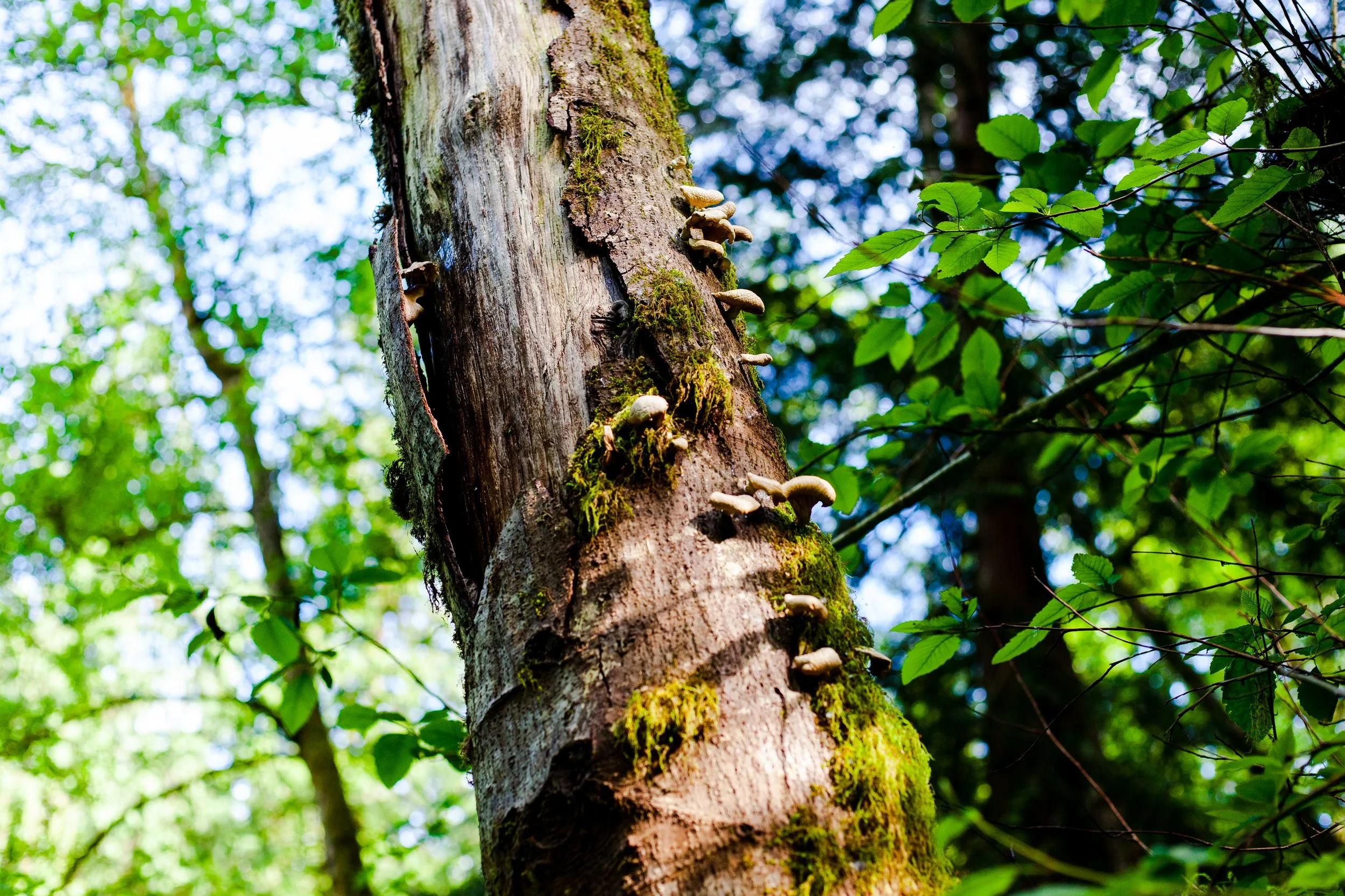 Lojel Sustainability