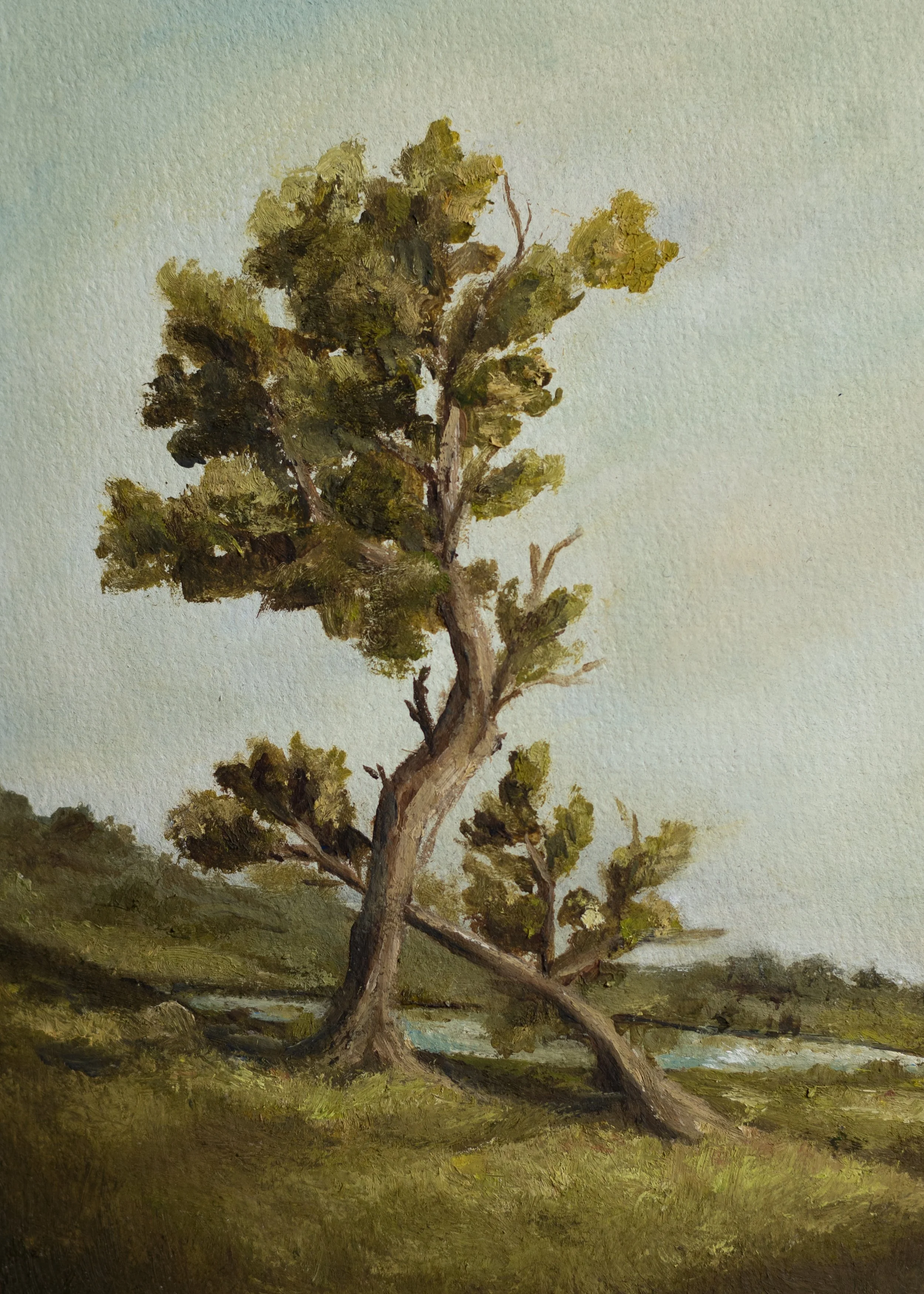 Lone Tree 5x7.jpg