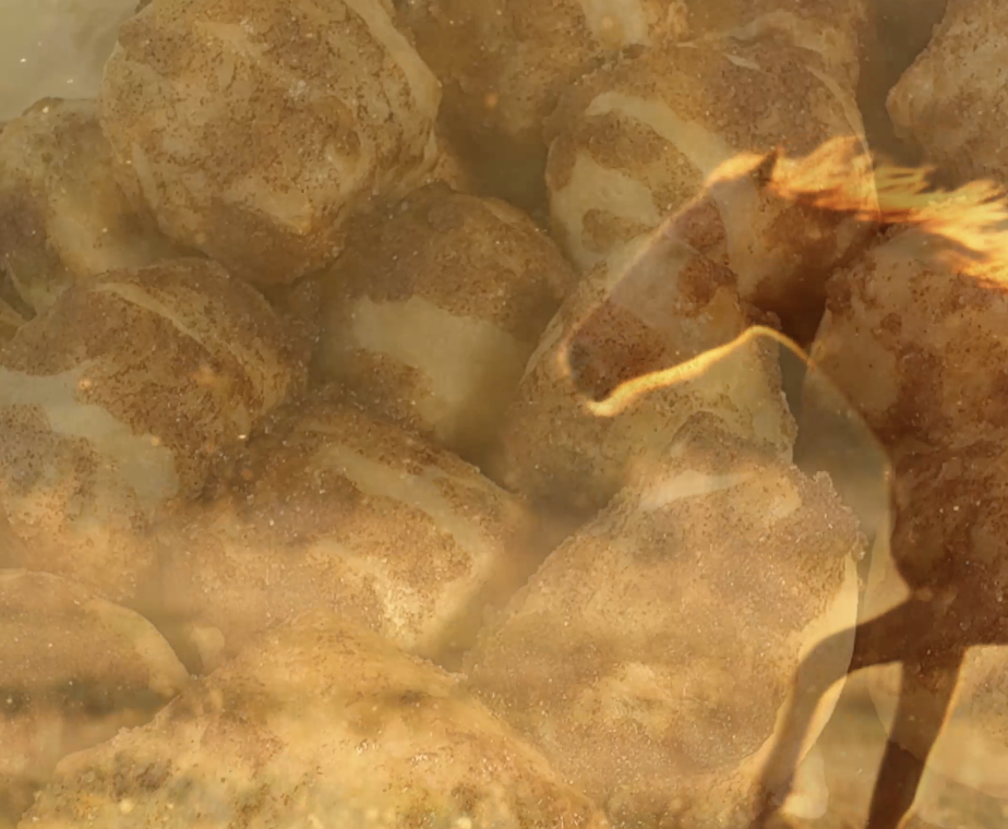 Domino's Bread Bites