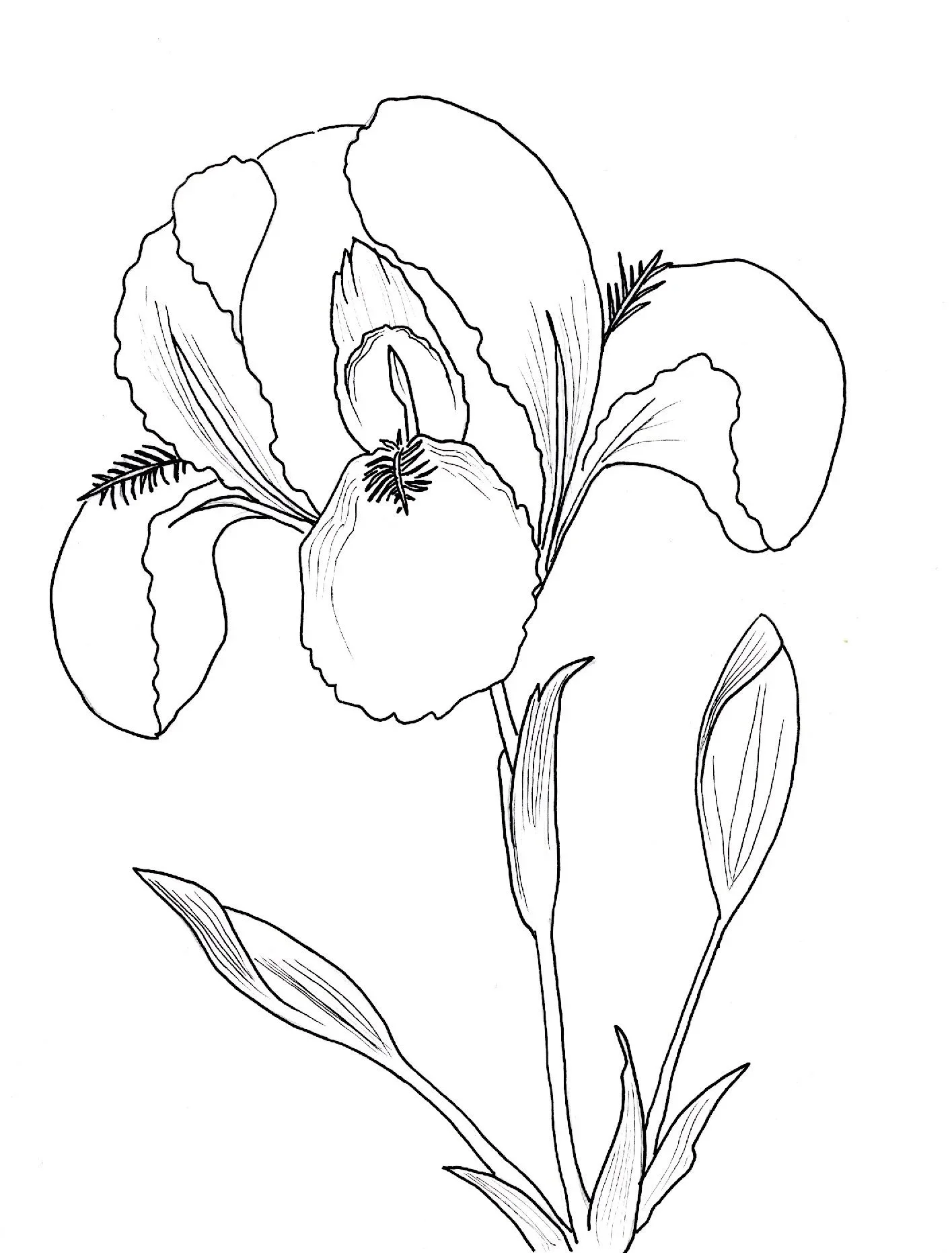 A sketch for vectorising for a surface pattern project