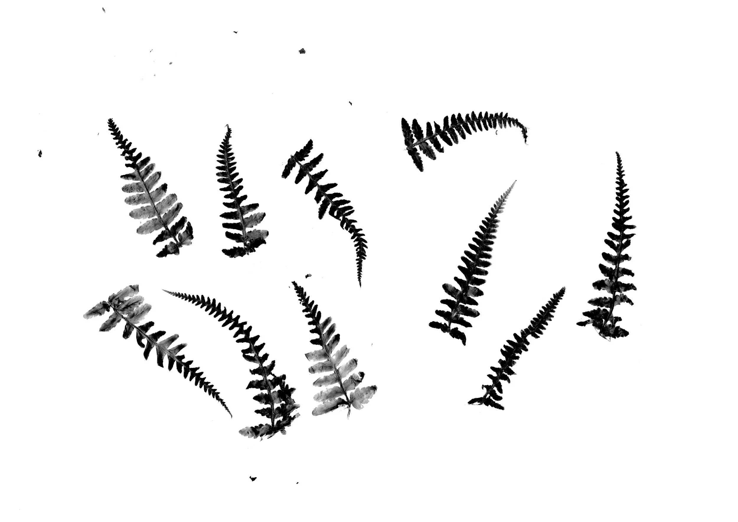 Foliage ready for vectorising