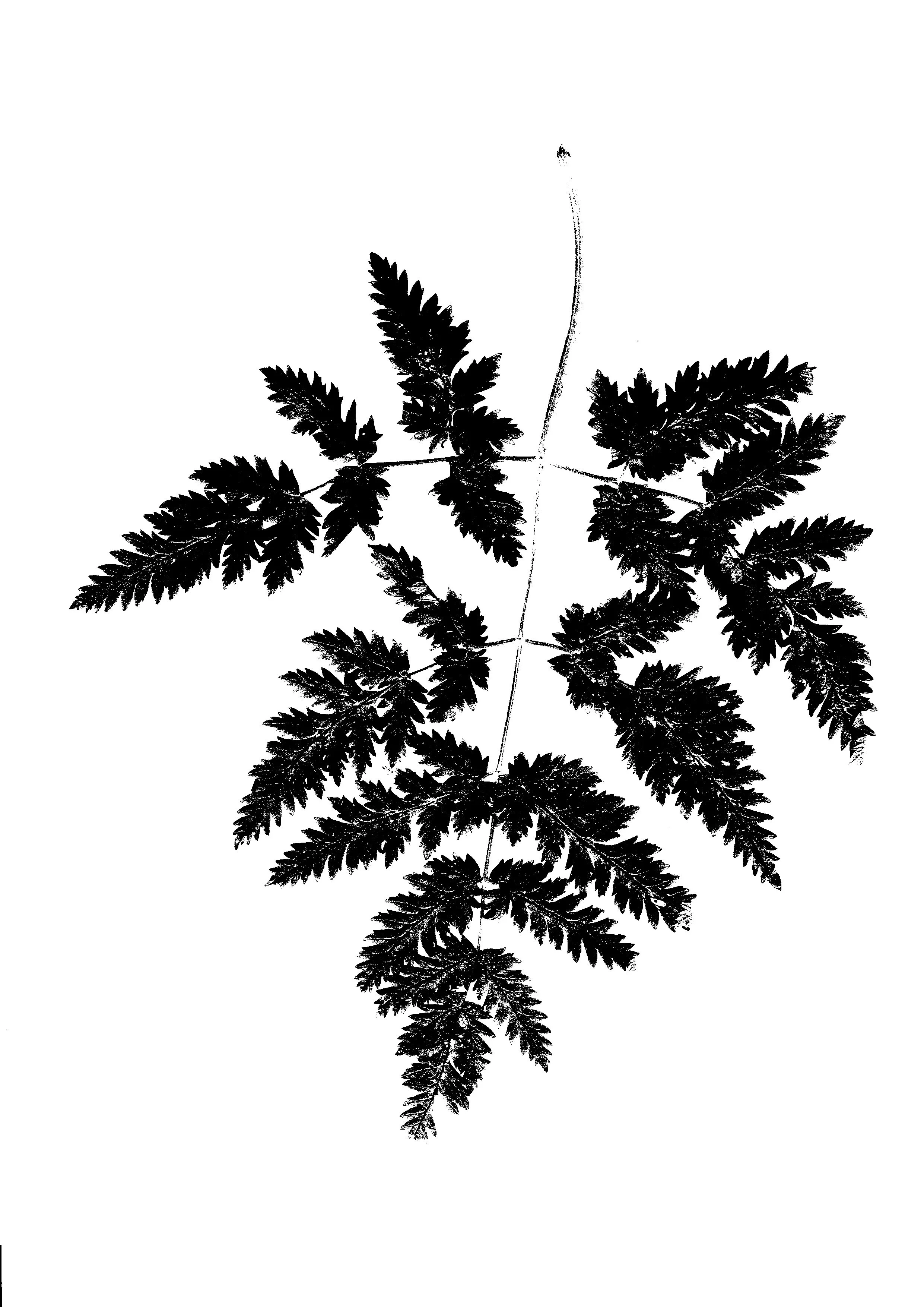 Foliage ready for vectorising