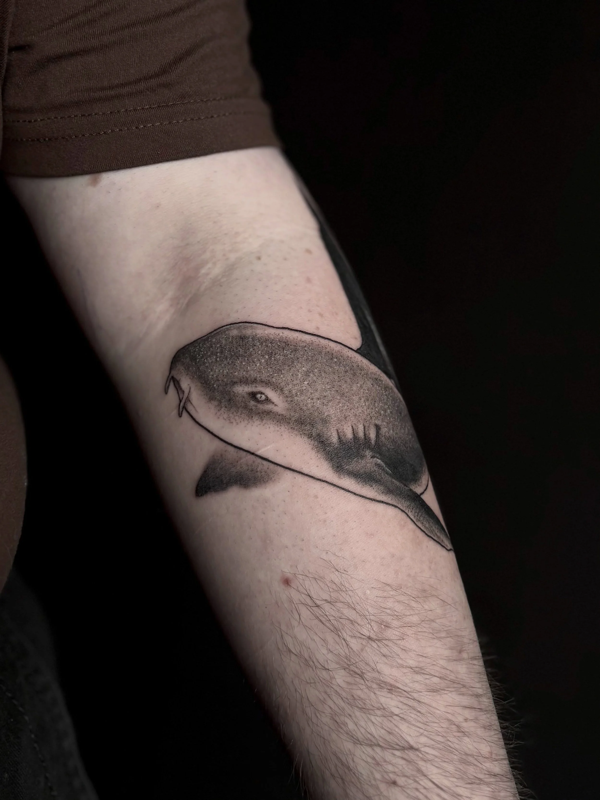 Wee Nurse shark for Quinn&rsquo;s first tattoo today!
Thanks for the trust and all the shark facts 🖤
✷
✷ @sunandmoonglasgow 
✷

#tattoo #sharktattoo #scottishtattooclub #glasgow