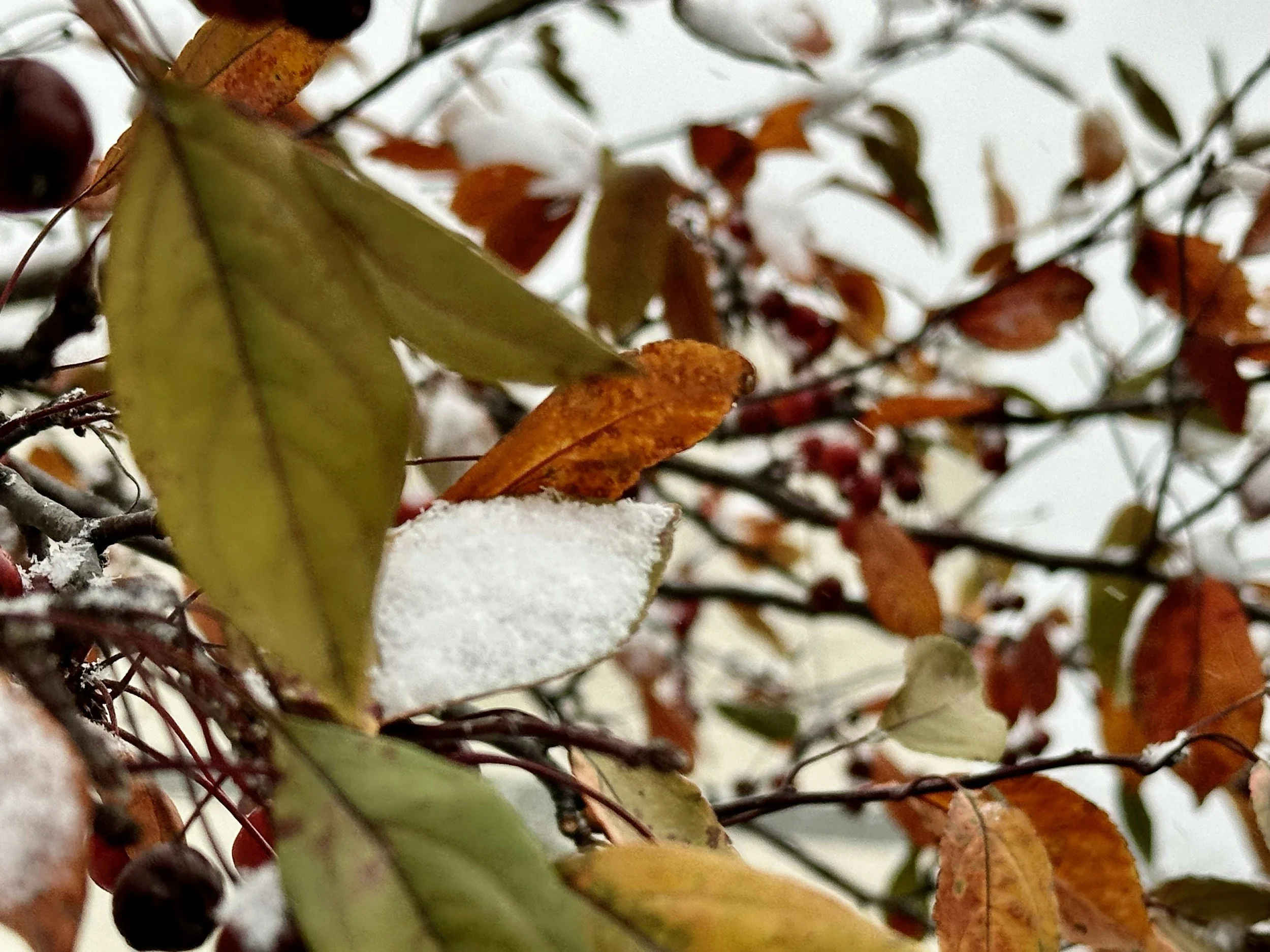 Embracing the Shift: How CBT and ERP Support Your Mental Health in Fall and Winter