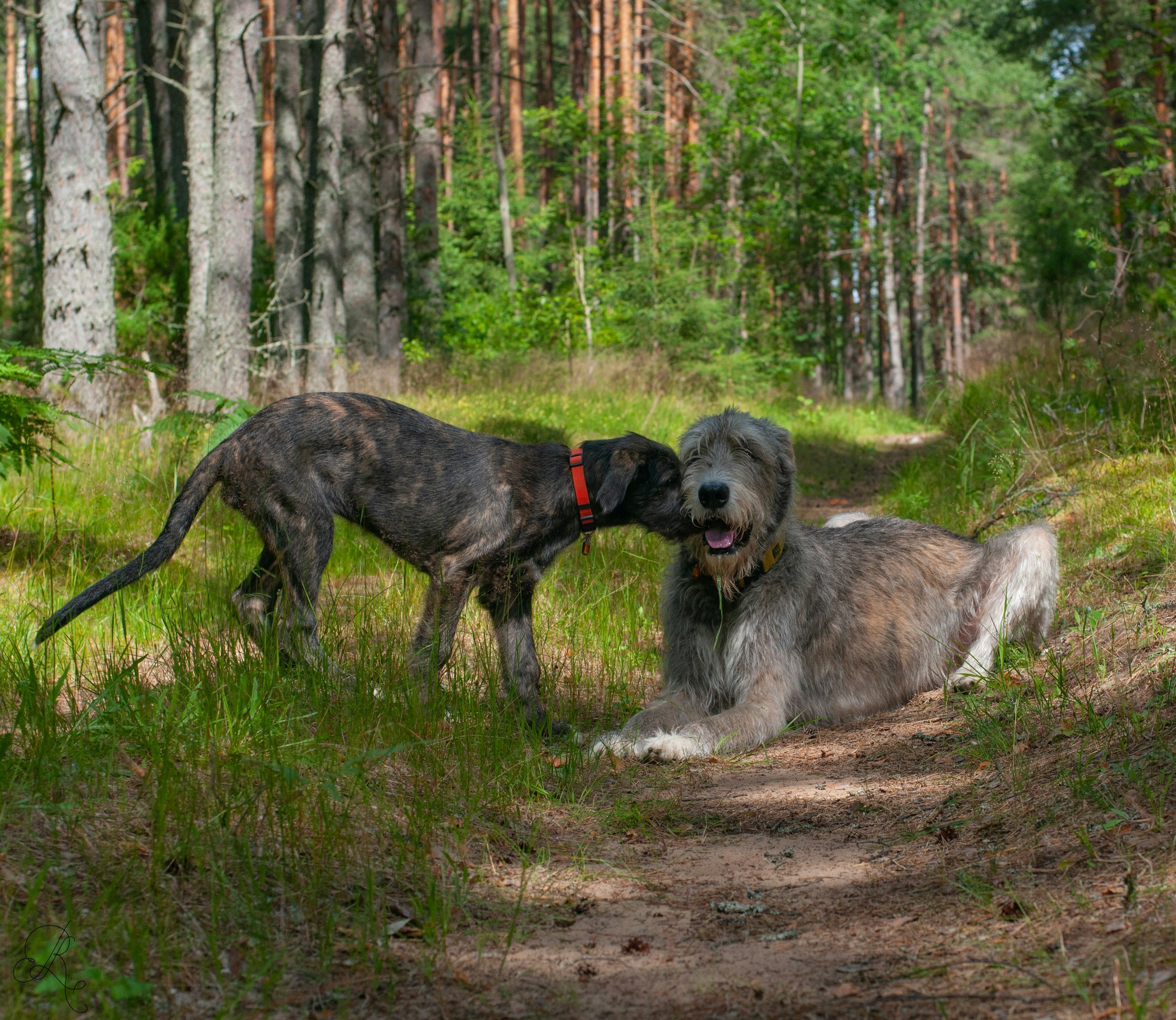 Honden spelen in het bos
